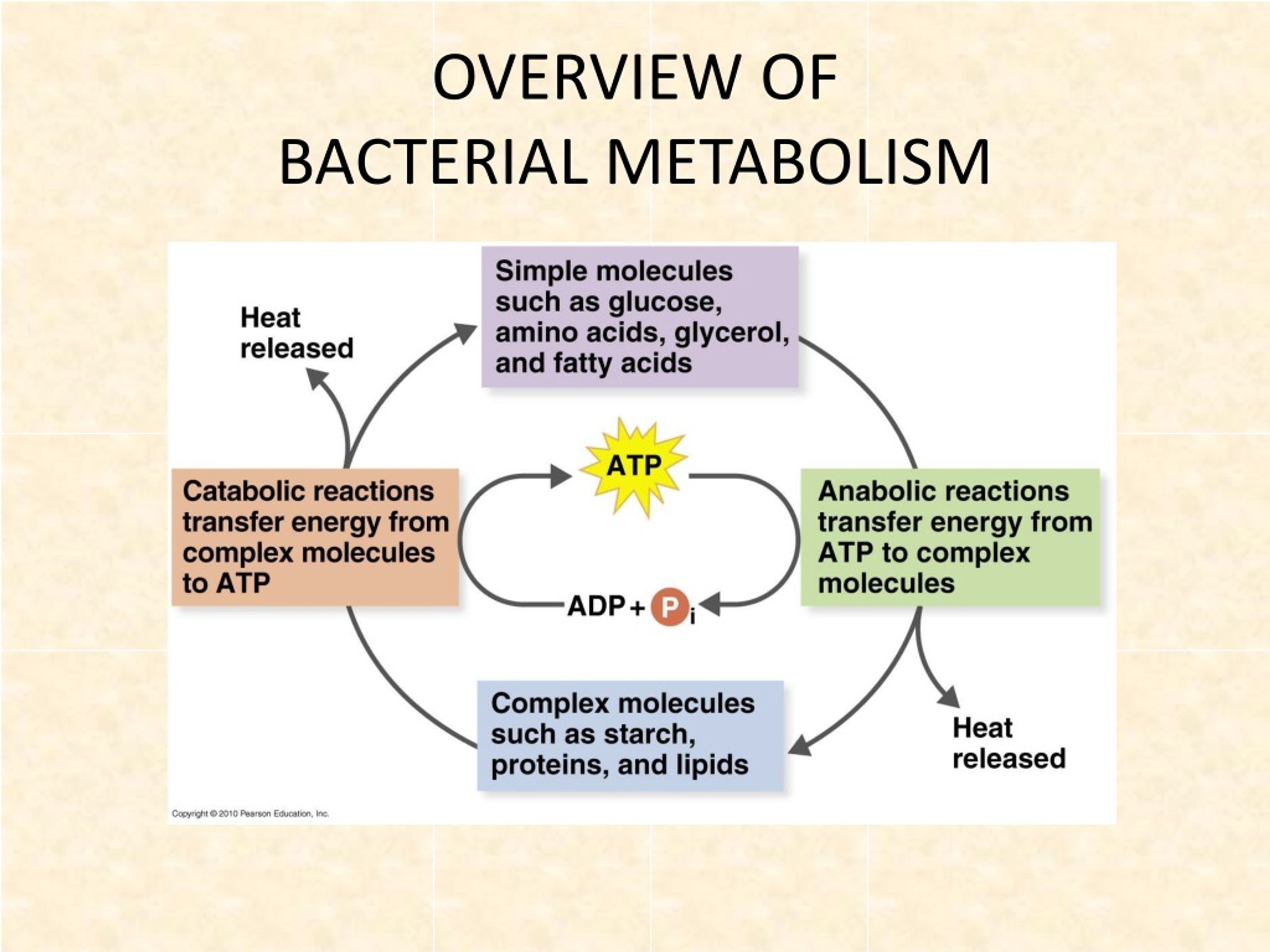 PPT MICROBIAL BIOCHEMISTRY BIOT 309, 2012 Kim and Gadd, Chapter 4