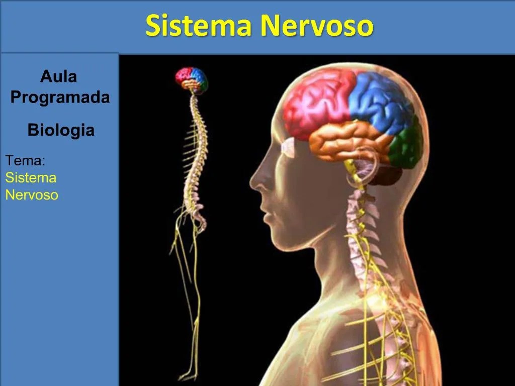 PPT Aula Programada Biologia Tema Sistema Nervoso PowerPoint Presentation ID508043
