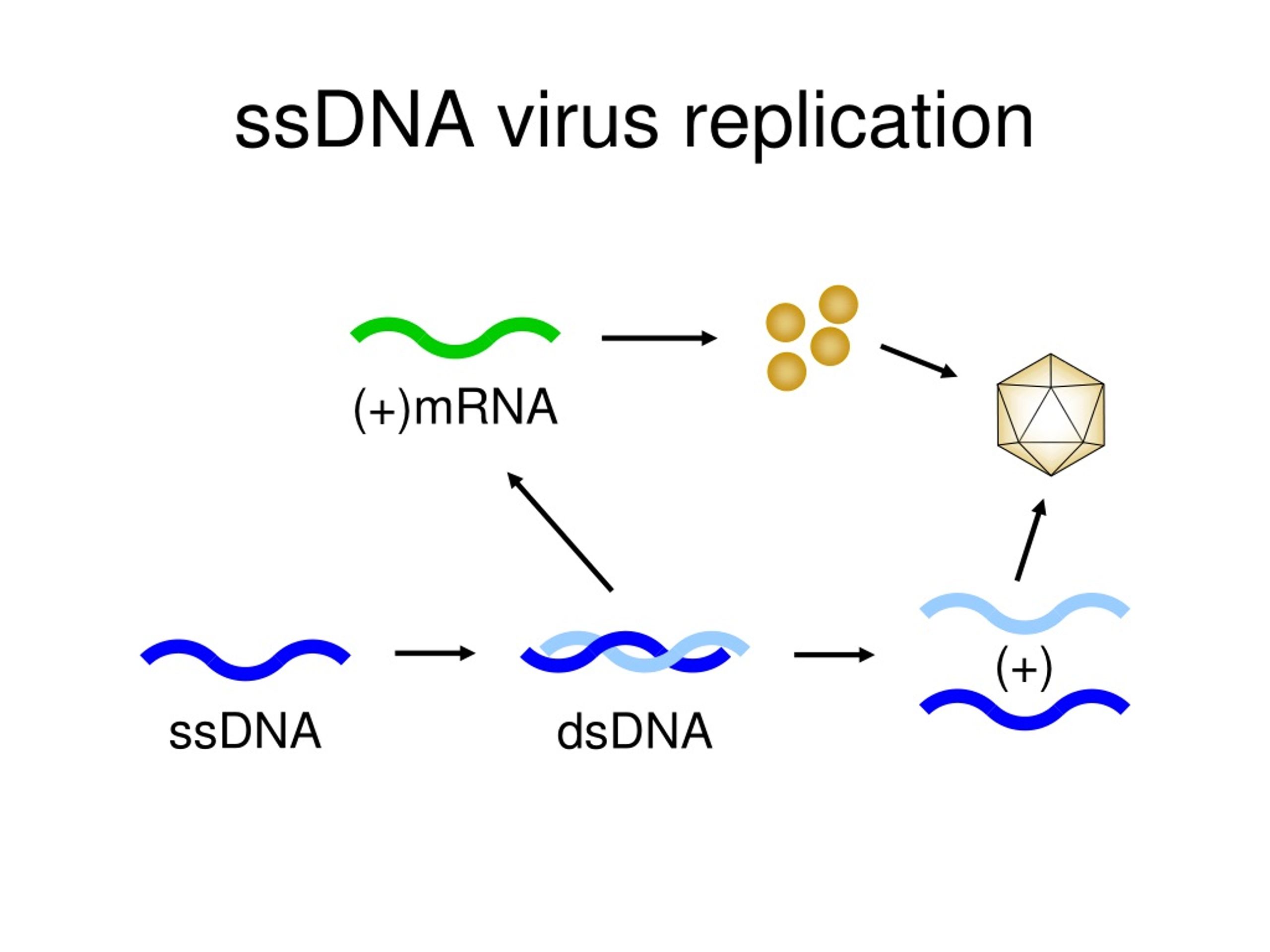 PPT Virus structure, classification and replication PowerPoint