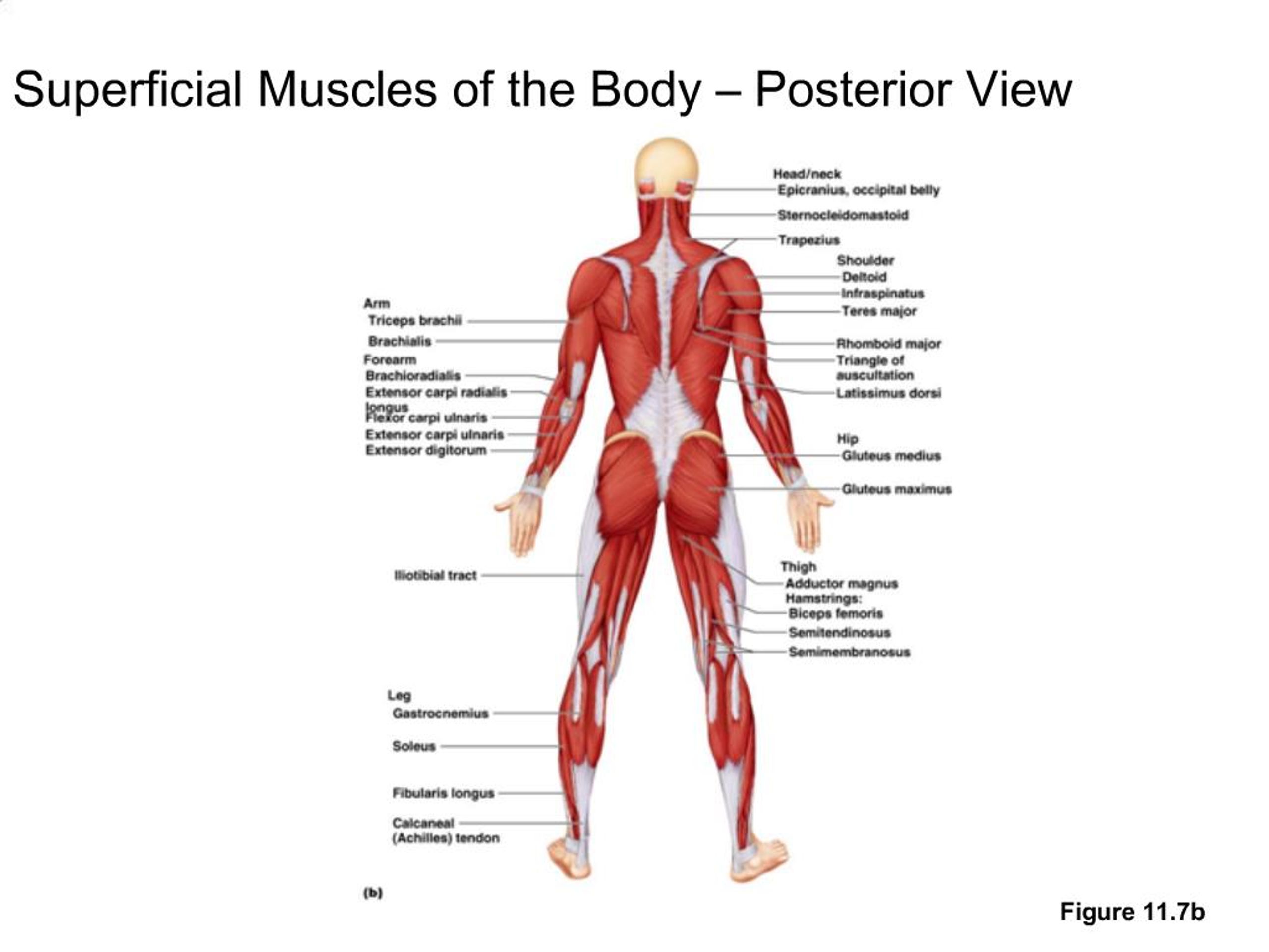 Labeled Muscles Of The Body Anterior View Muscle Diagram German Text