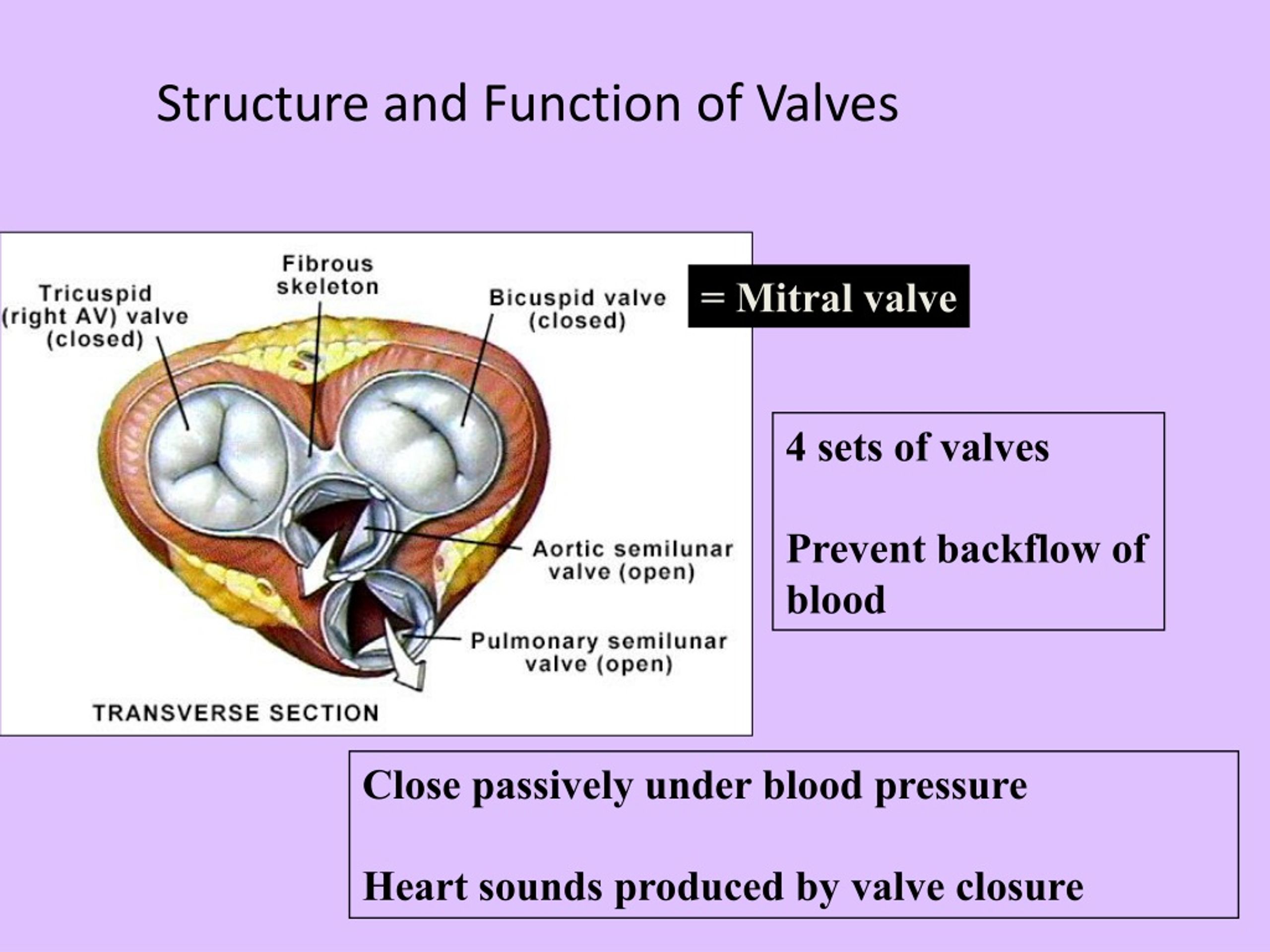 PPT Cardiovascular System L 3 Physiology of the Heart and Blood