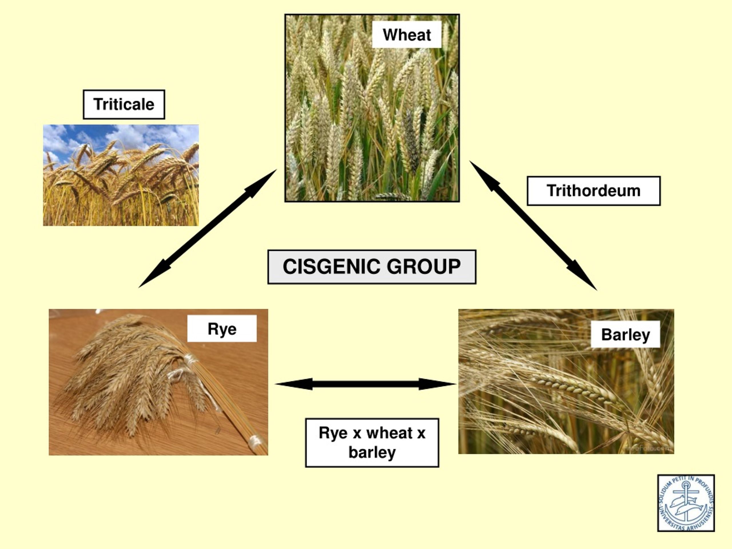 PPT A case study Cisgenic barley and wheat for animal feed Preben