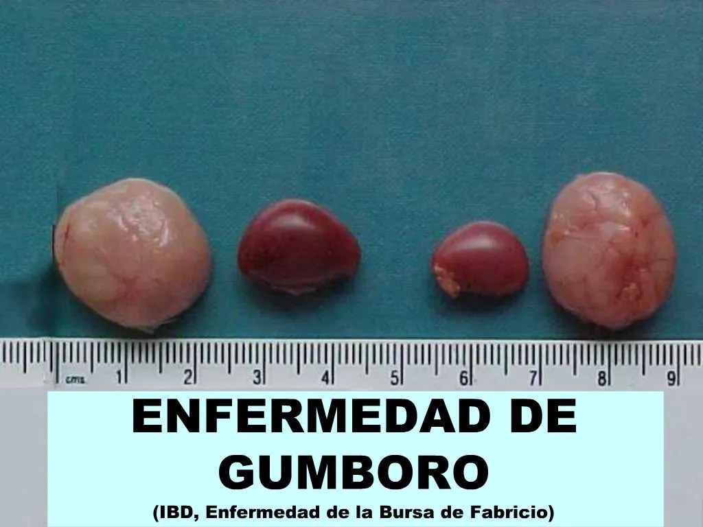 PPT ENFERMEDAD DE GUMBORO IBD, Enfermedad de la Bursa de Fabricio