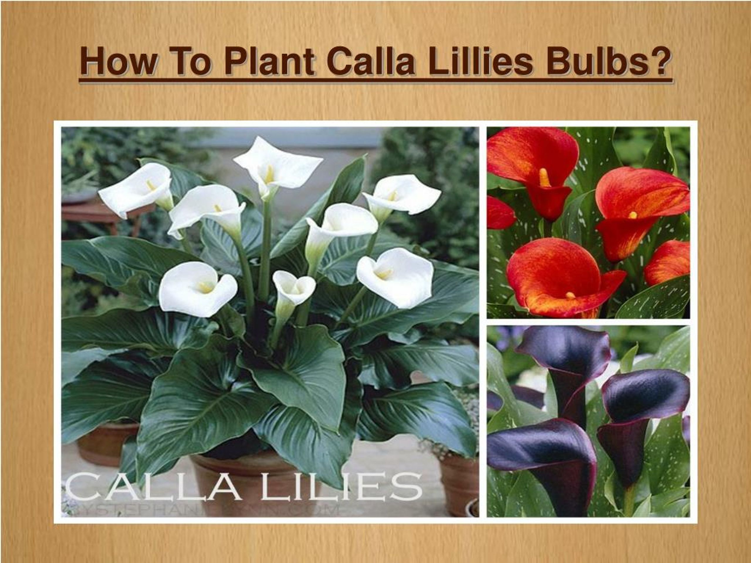 PPT How To Plant Calla Lillies Bulbs? PowerPoint Presentation, free