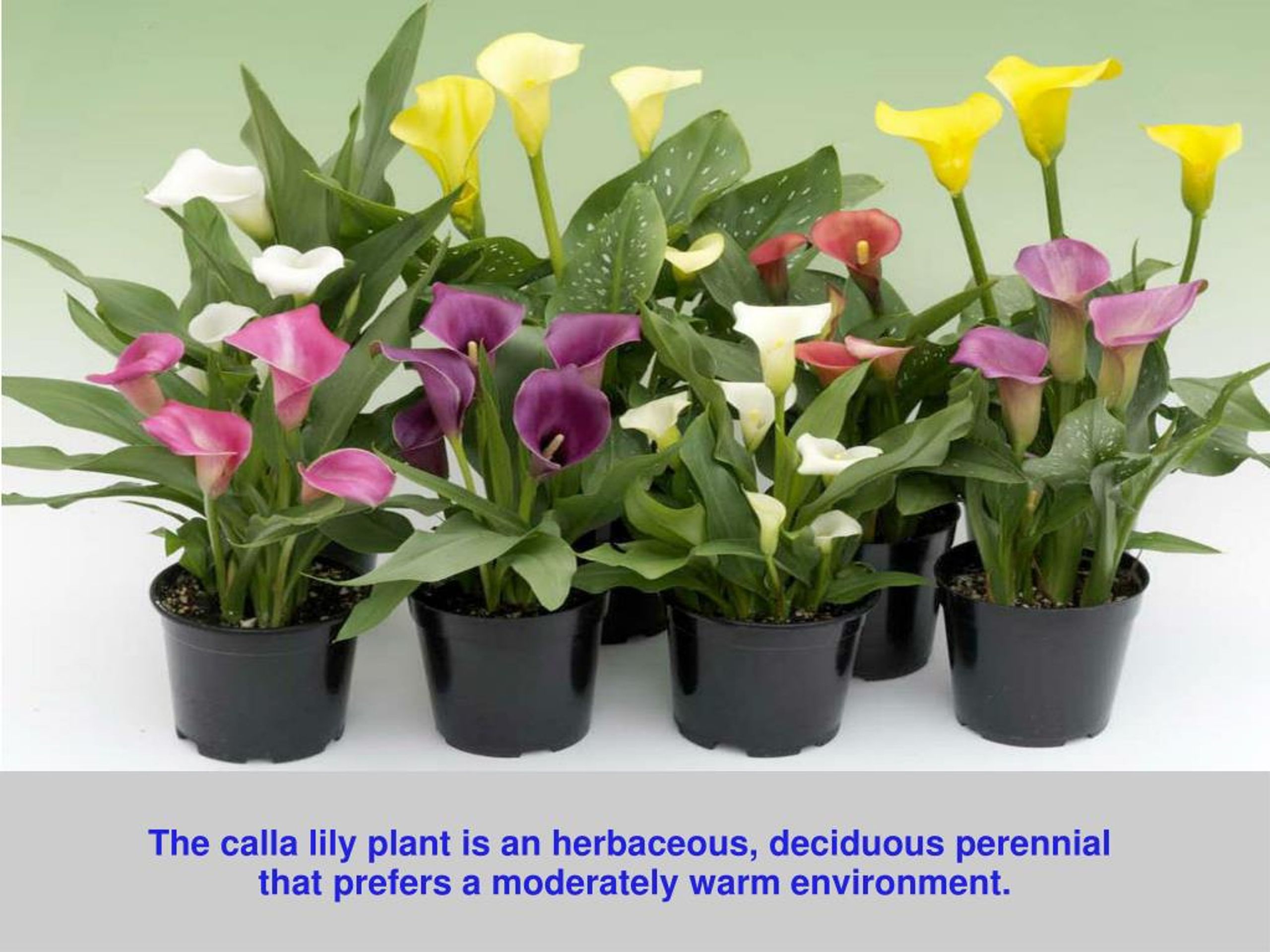 PPT How To Plant Calla Lillies Bulbs? PowerPoint Presentation, free