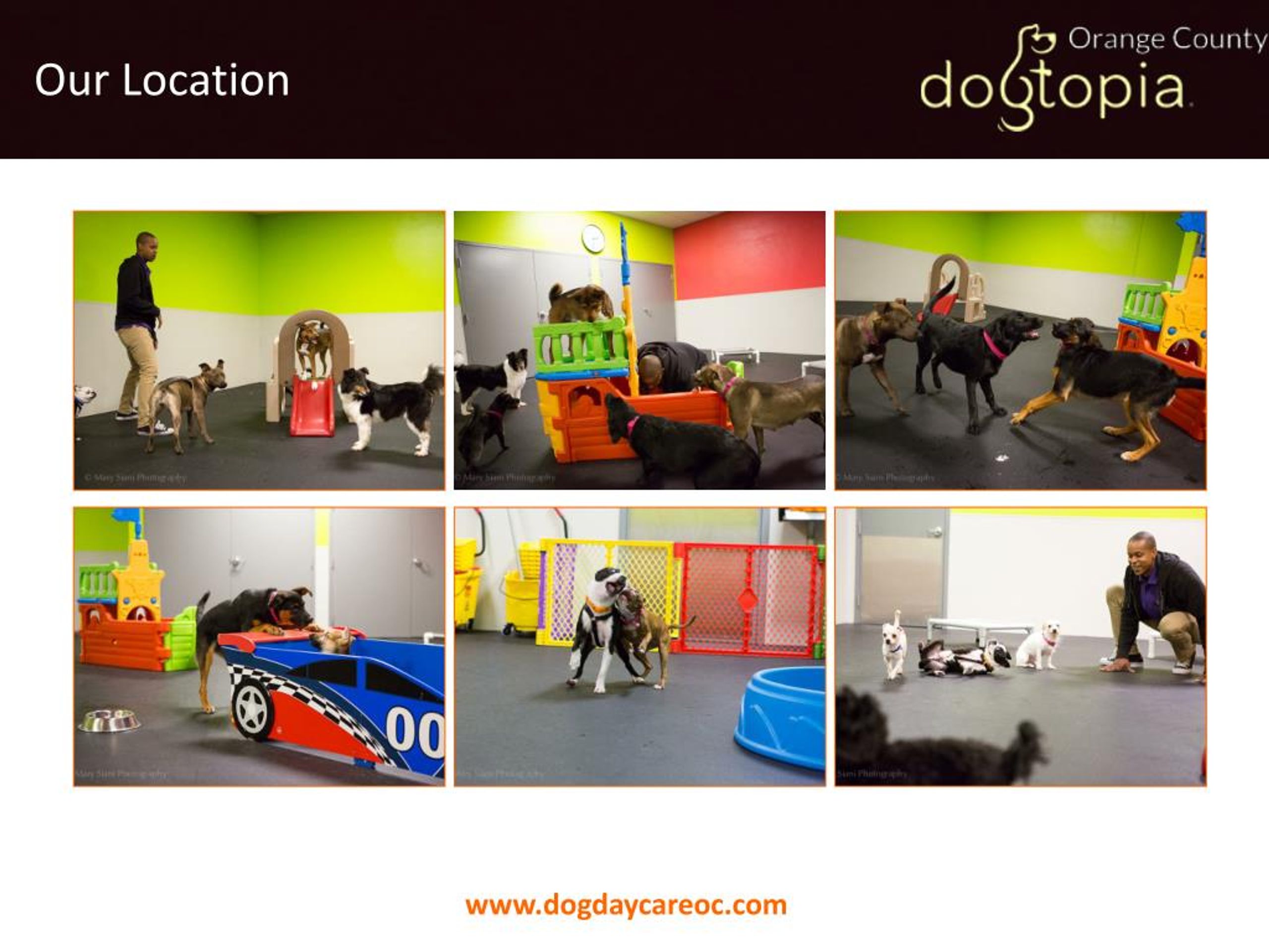 PPT Find the Best Dog Day Care in Orange County PowerPoint