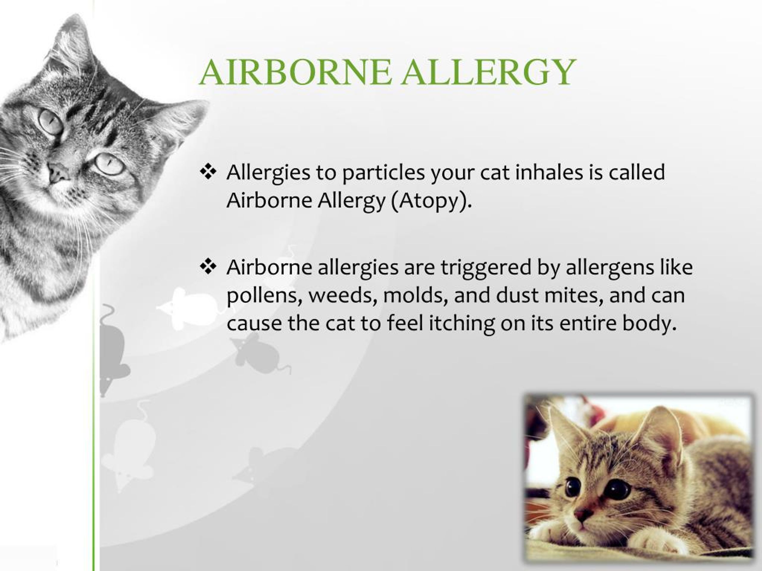 PPT Cat Allergies PowerPoint Presentation, free download ID7181663