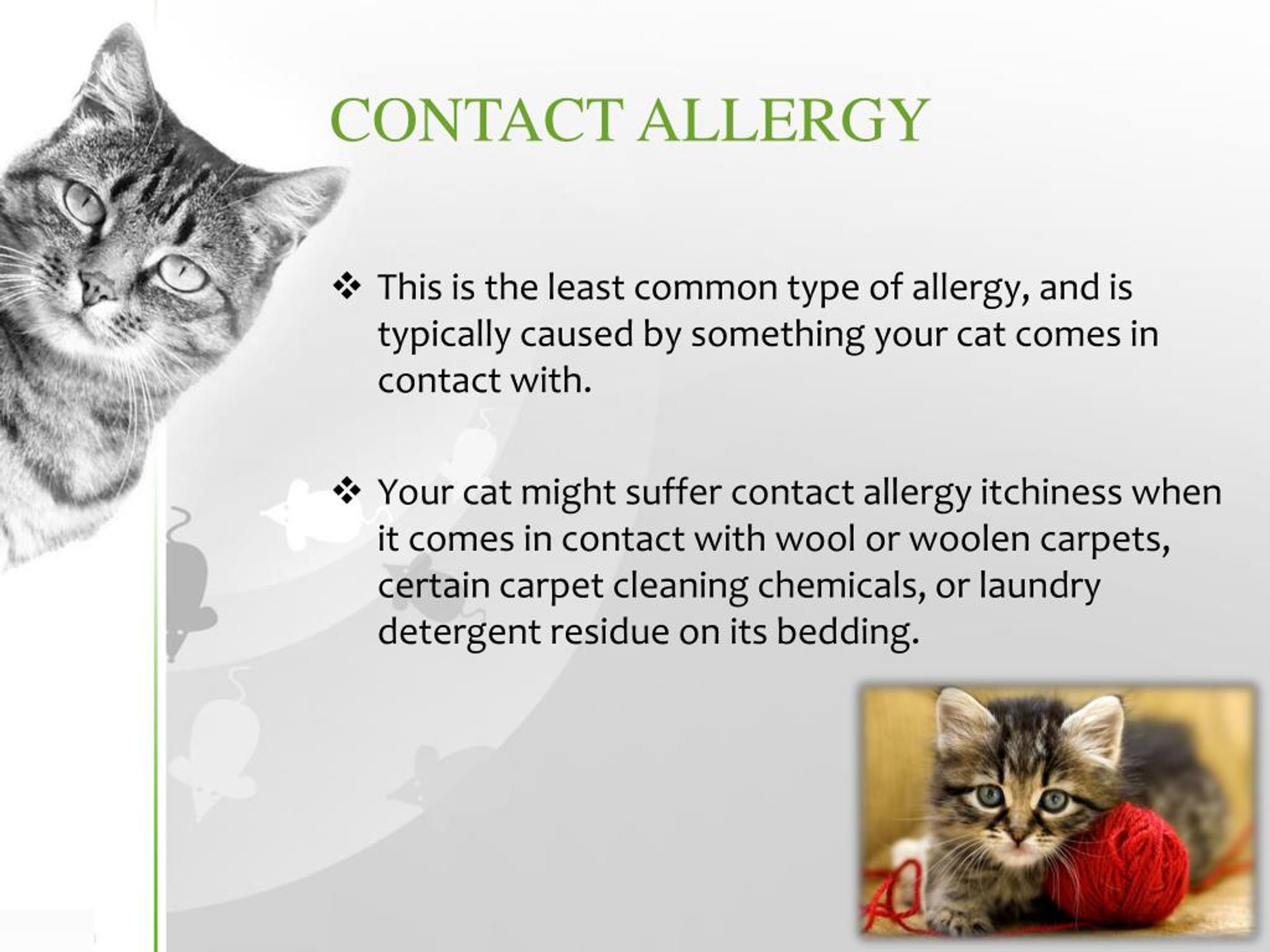 PPT Cat Allergies PowerPoint Presentation, free download ID7181663