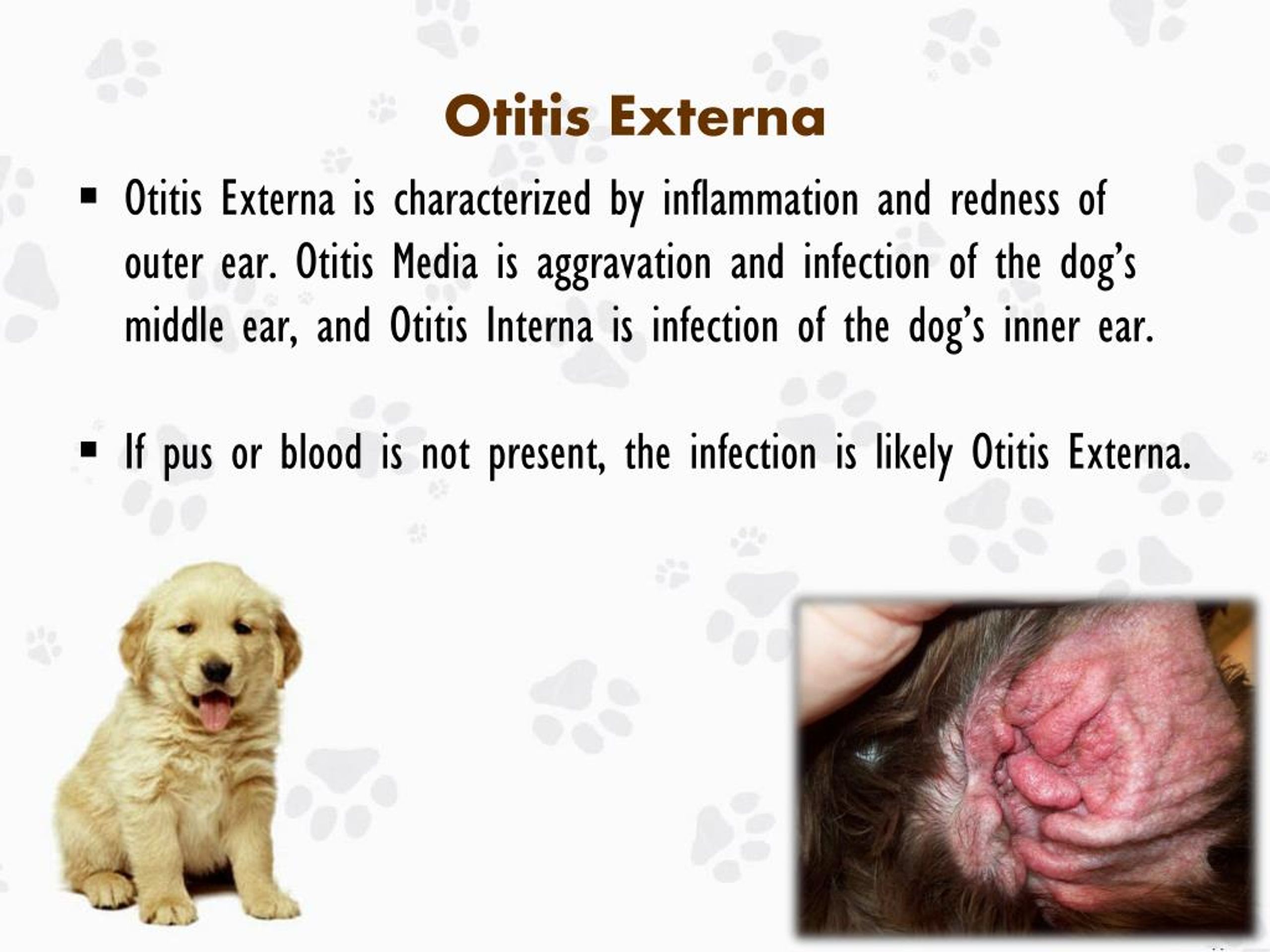 PPT Ear Infection in Dogs Causes, Treatments and Prevention PowerPoint Presentation ID7187674