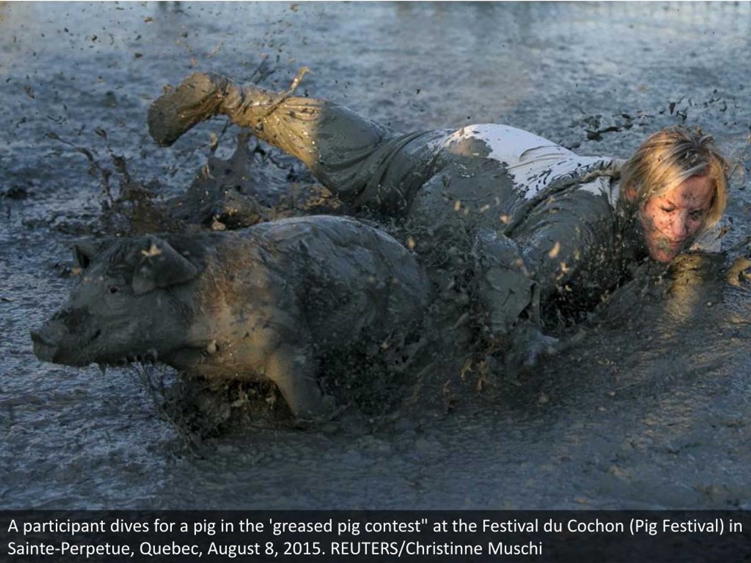 PPT Pig wrestling PowerPoint Presentation, free download ID7190345