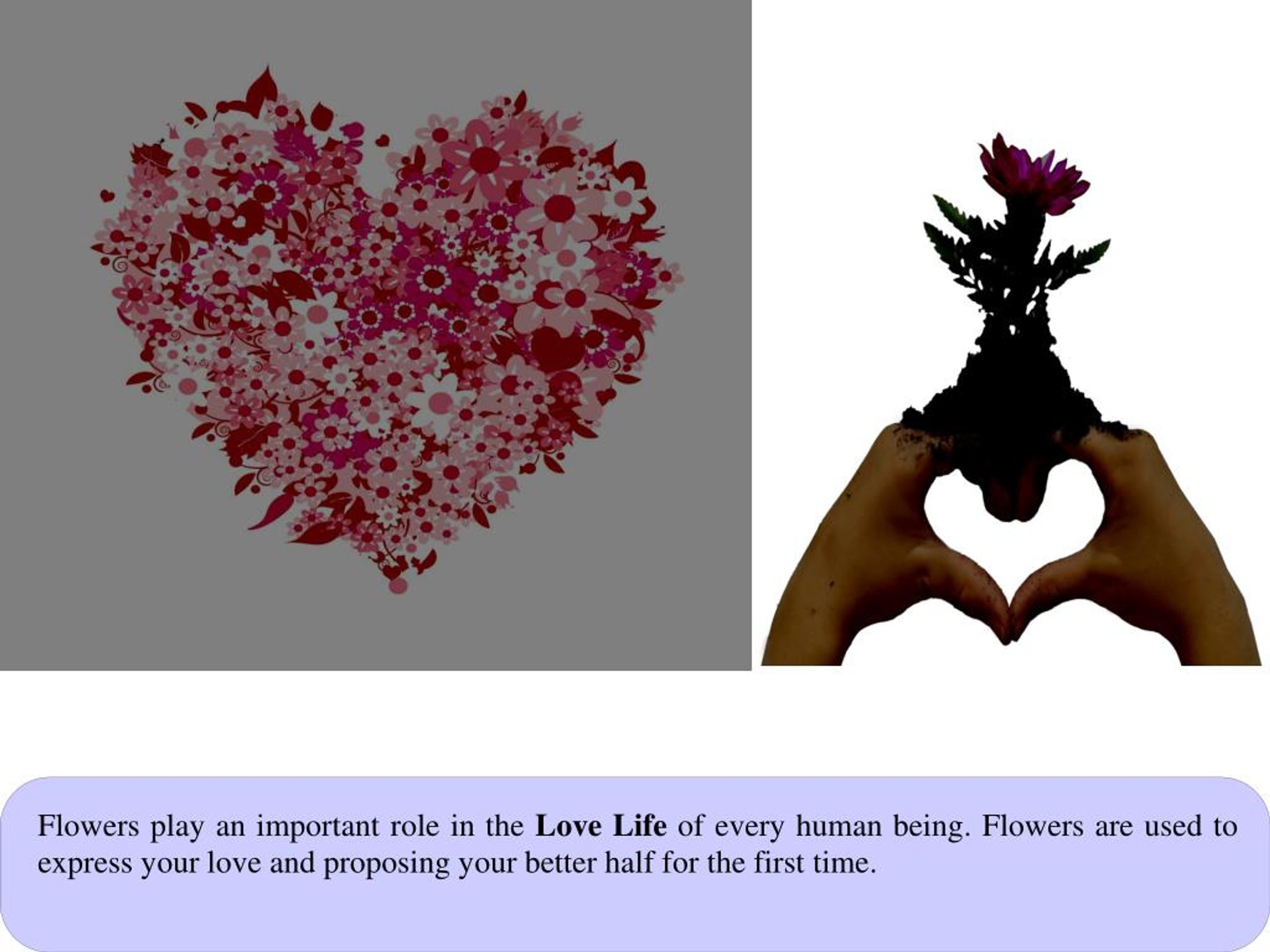 PPT Importance Of Flowers In Our Daily Life PowerPoint Presentation