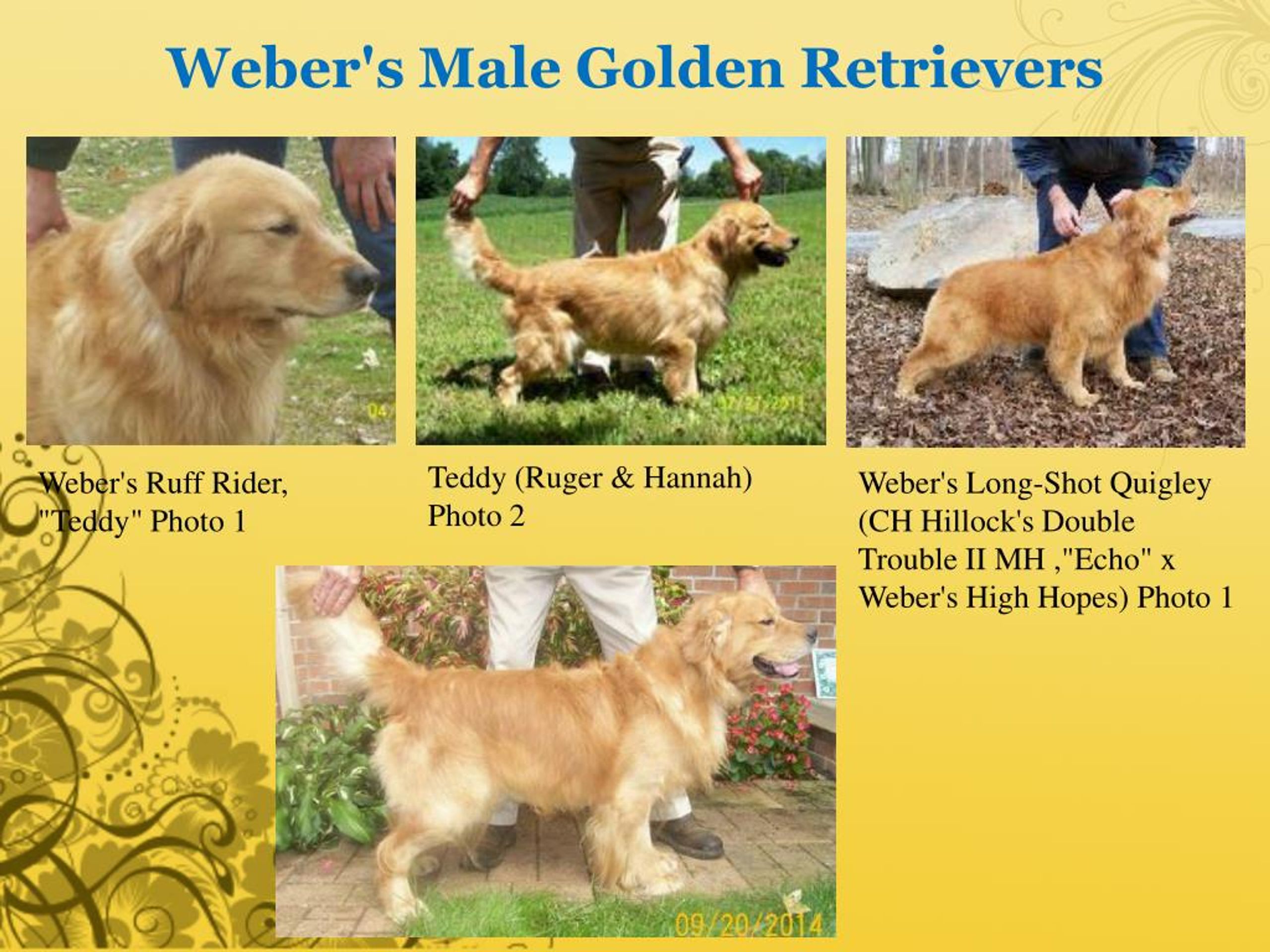 PPT Golden Retriever Breeders Pennsylvania PowerPoint Presentation