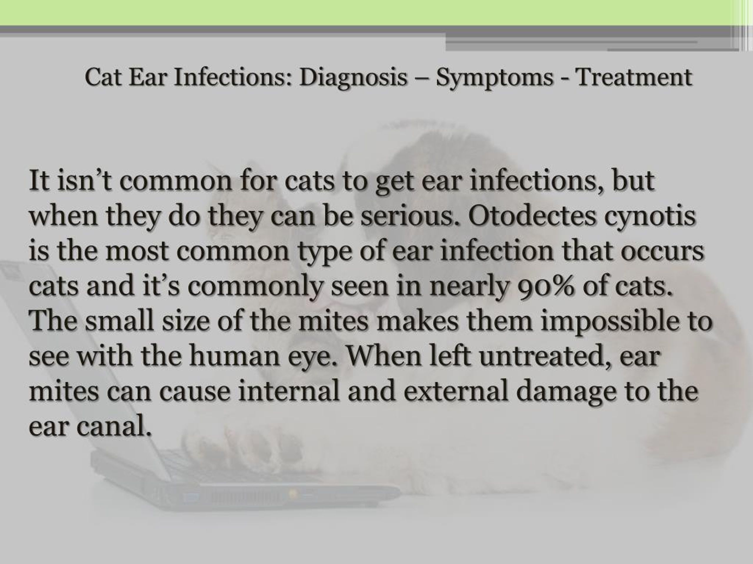 PPT Cat Ear Infections Diagnosis Symptoms Treatment PowerPoint