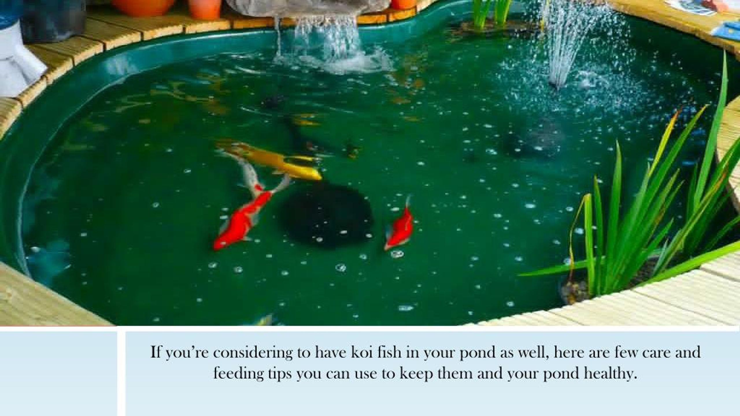 PPT Outdoor Pond Essentials Koi Care and Feeding Tips PowerPoint Presentation ID7242076