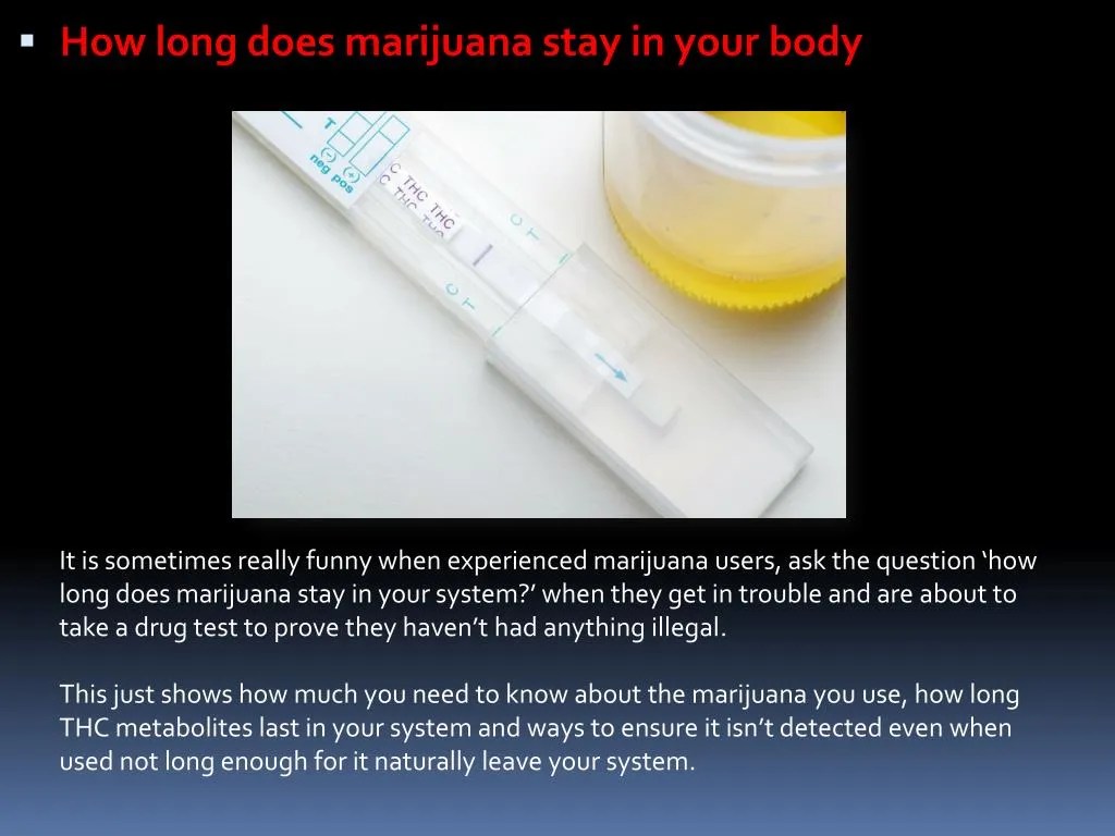 PPT How long does marijuana stay in your body PowerPoint