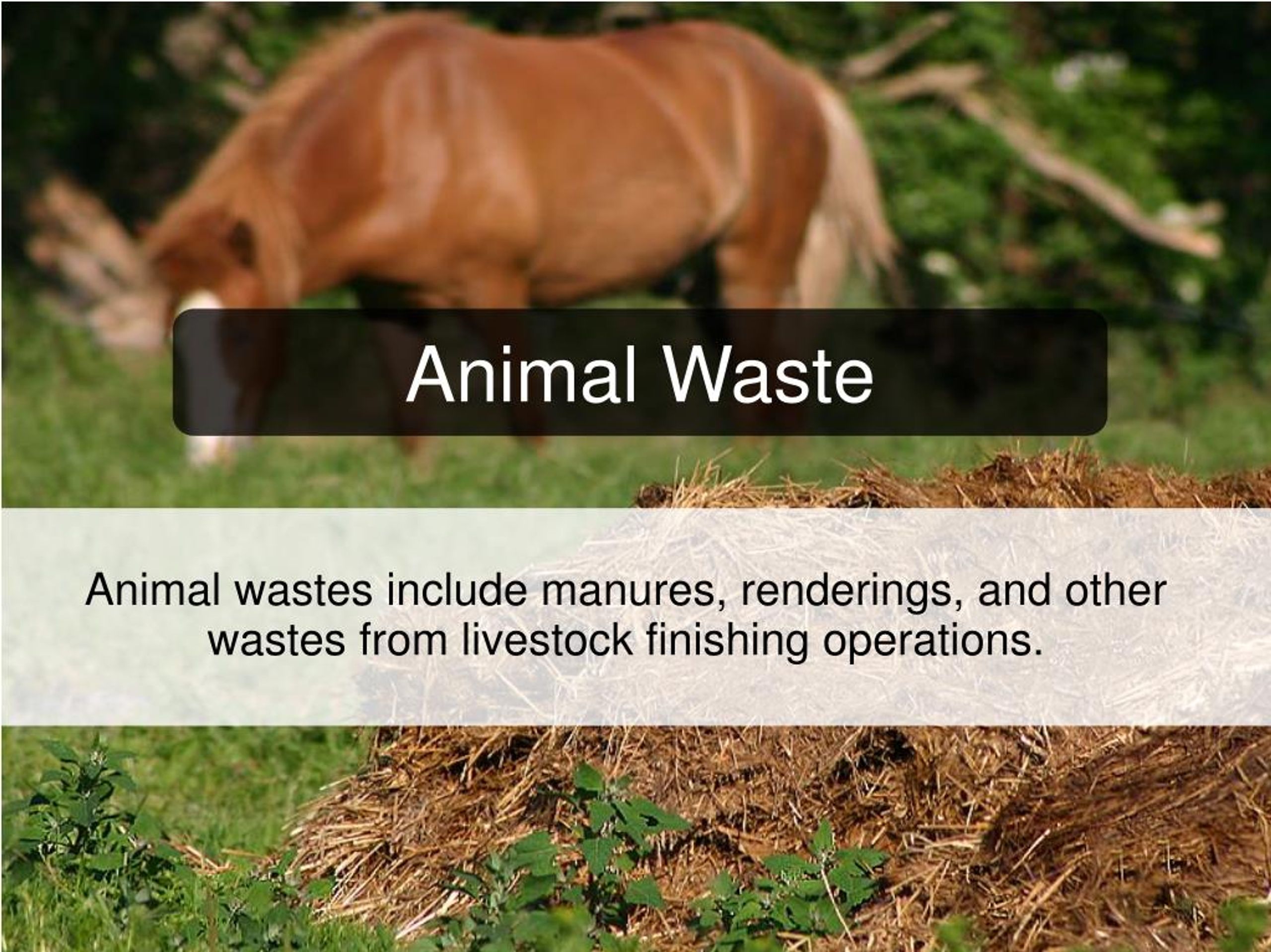 PPT What is Biomass Fuels & Types of Biomass Fuels Energy PowerPoint