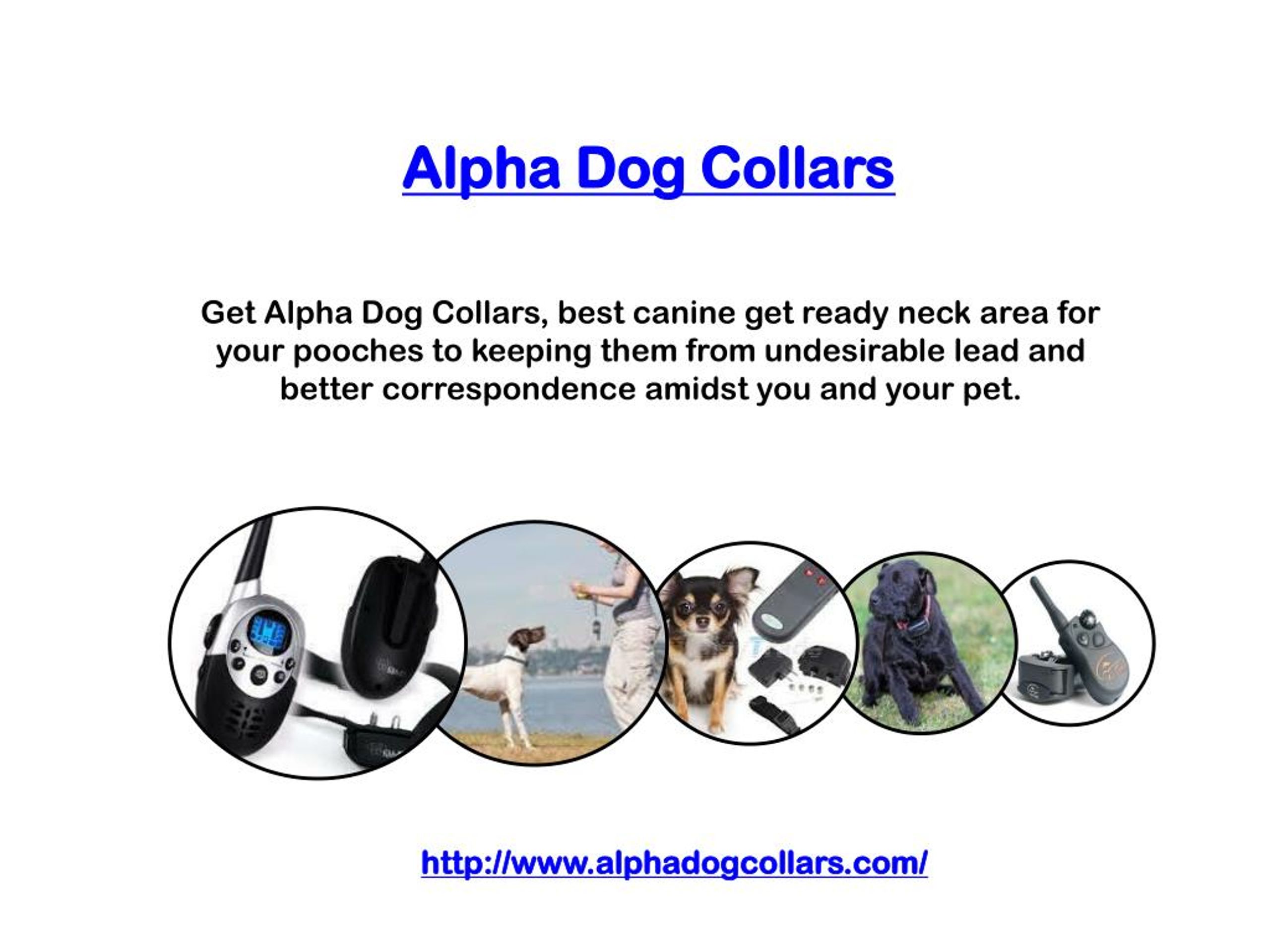 PPT Alpha Dog Collars PowerPoint Presentation, free download ID7294114