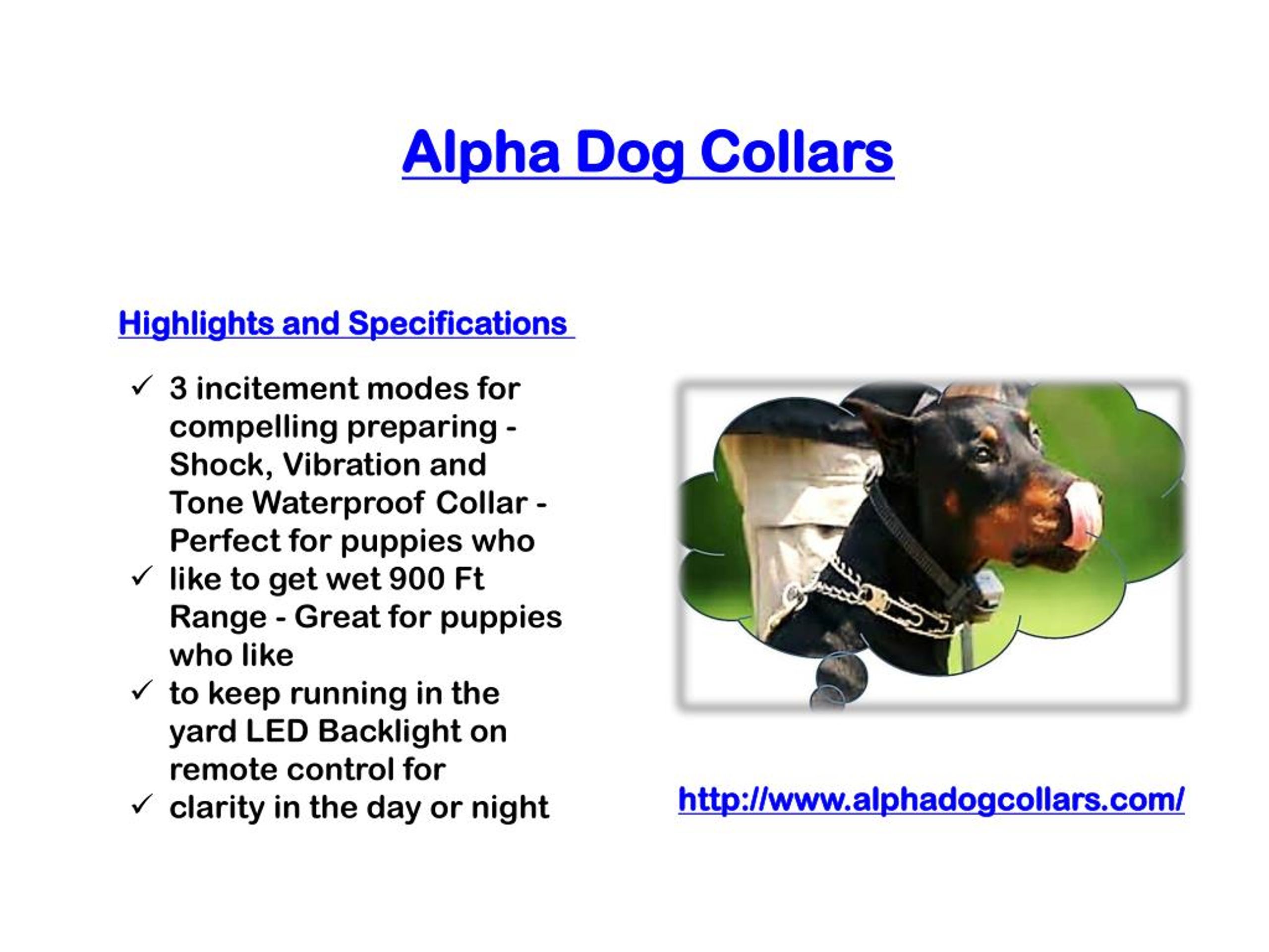 PPT Alpha Dog Collars PowerPoint Presentation, free download ID7294114