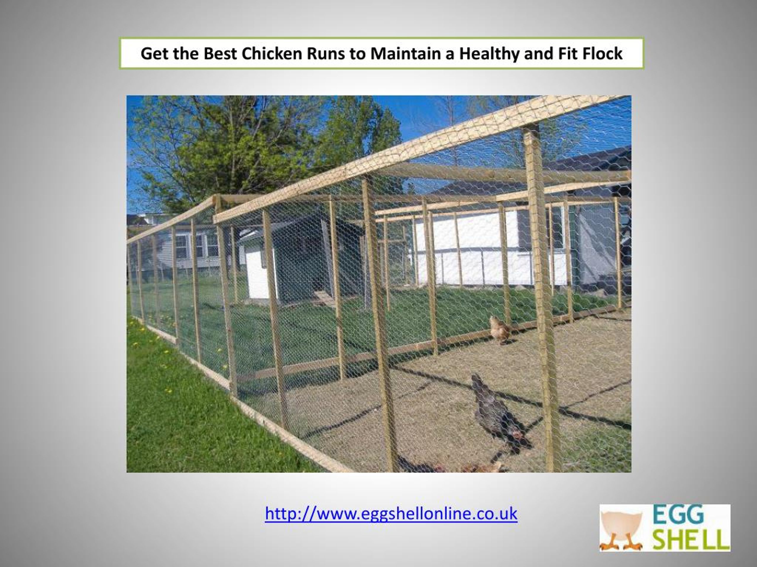 PPT Get the Best Chicken Runs to Maintain a Healthy and Fit Flock