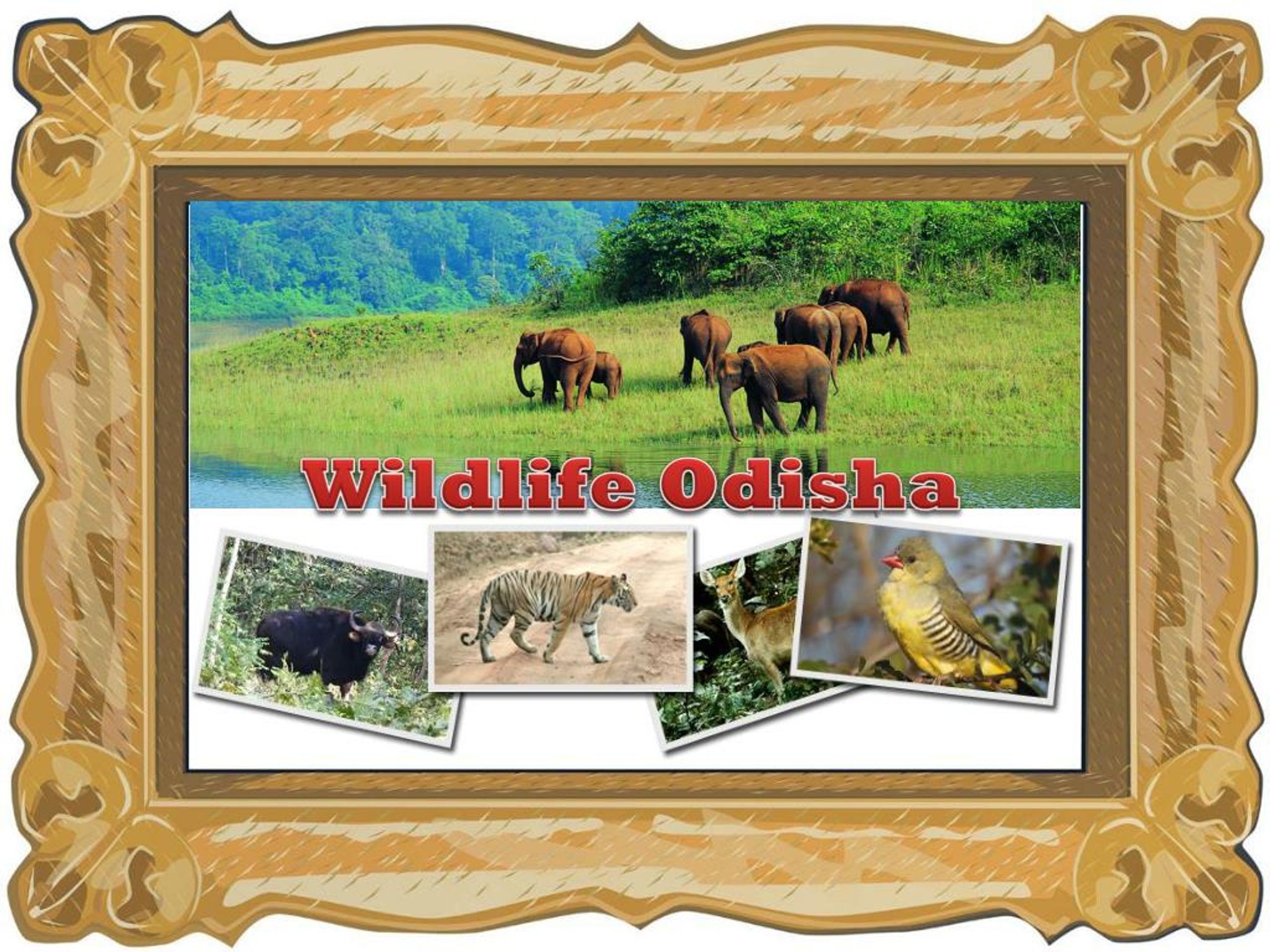 PPT wildlife odisha PowerPoint Presentation, free download ID7304585