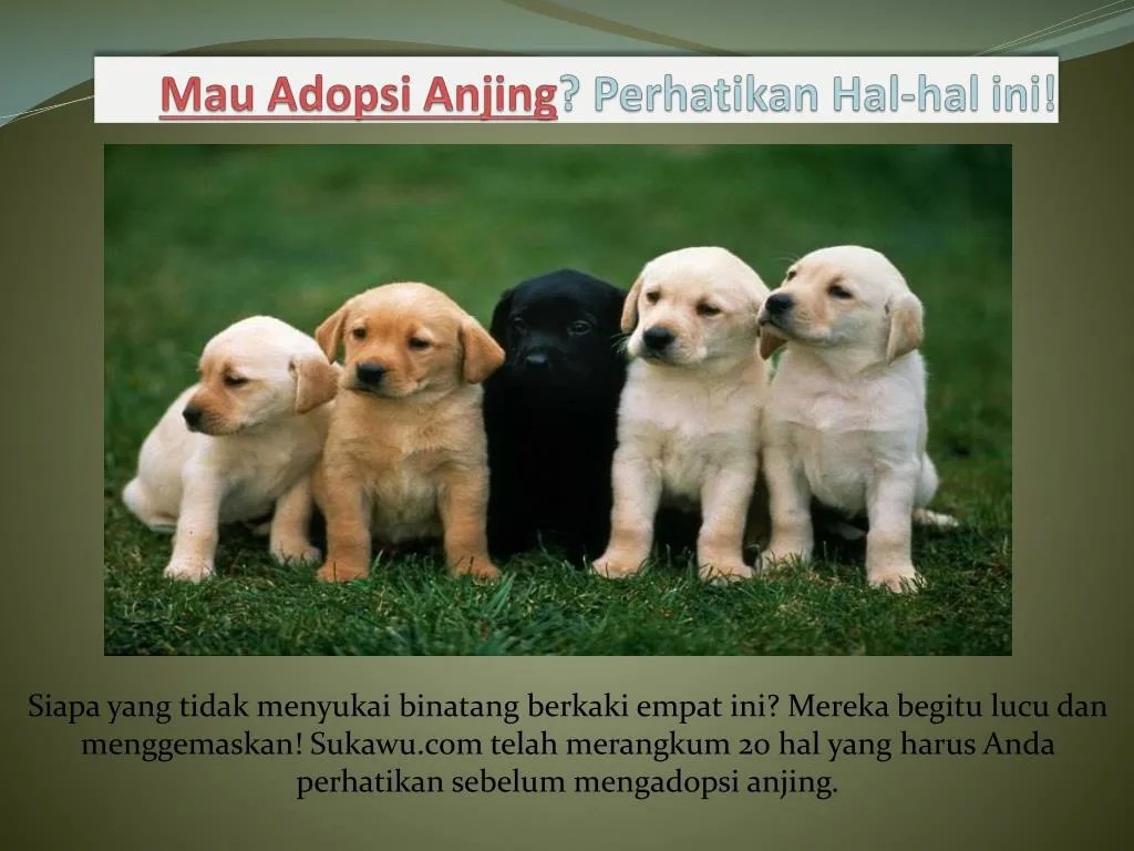 PPT Mau Adopsi Anjing? Perhatikan Halhal ini