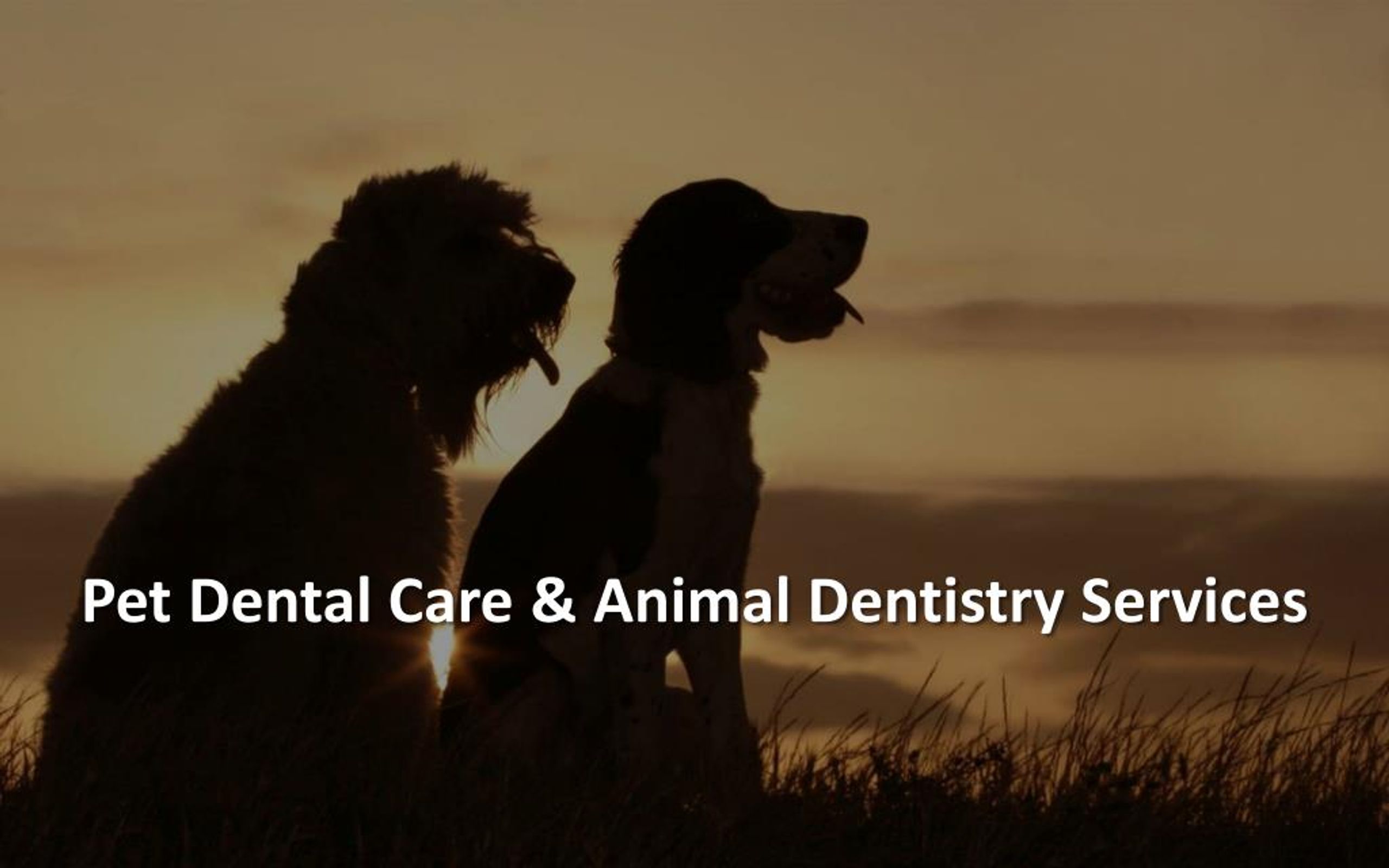PPT Pet Dental Care in Chicago Metropolitan Veterinary
