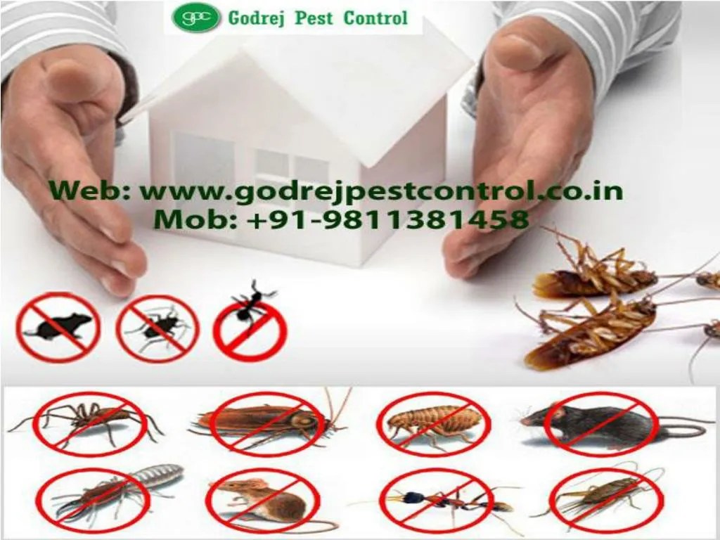 PPT Professional pest control noida call 9811381458 PowerPoint