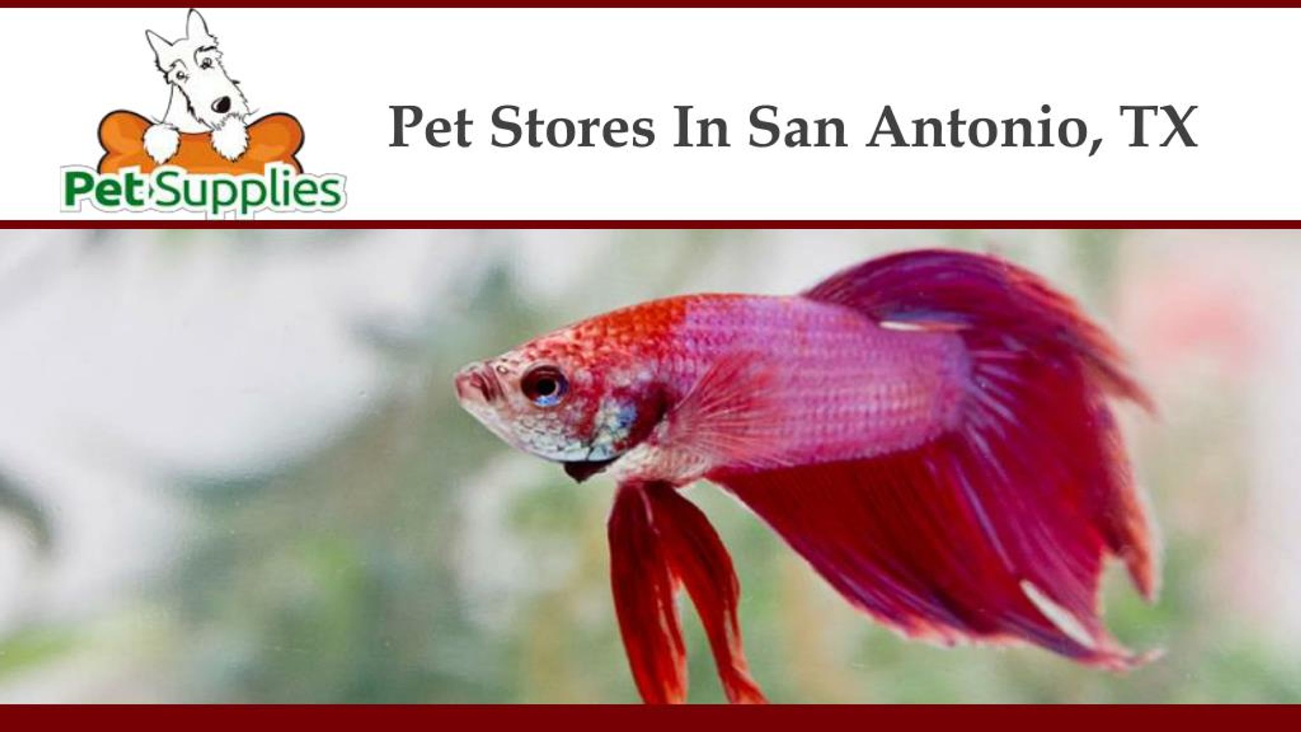 PPT Pet Stores In San Antonio, TX PowerPoint Presentation, free