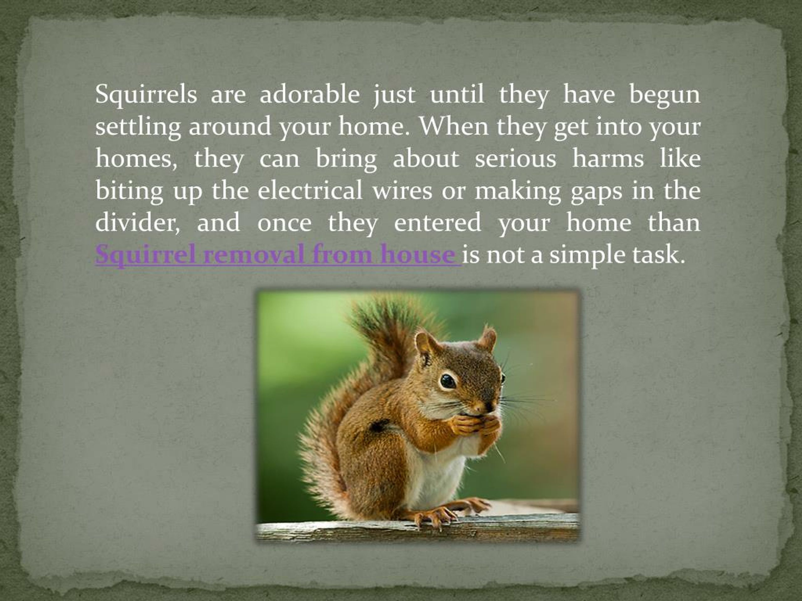 PPT Where do Squirrels Live in the Winter? PowerPoint Presentation
