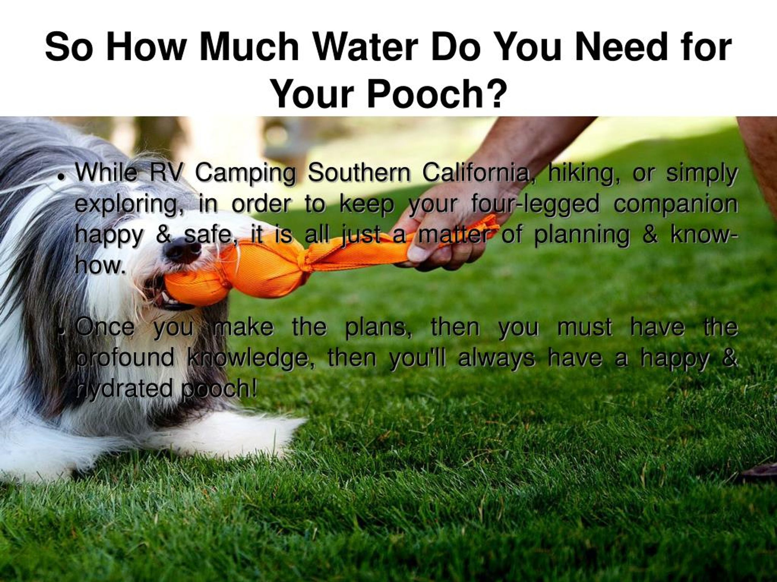 PPT Tips How To Keep Your Dog Hydrated PowerPoint Presentation, free
