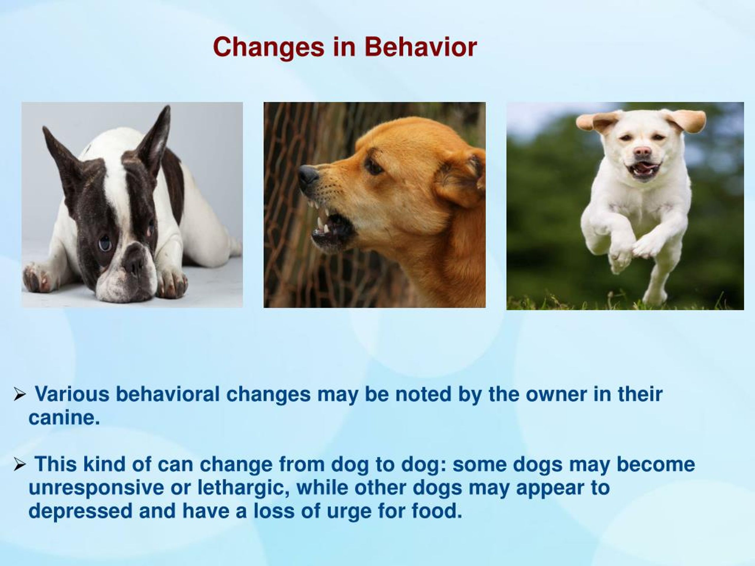 PPT Side Effects of Ivermectin and Doramectin in Canines PowerPoint