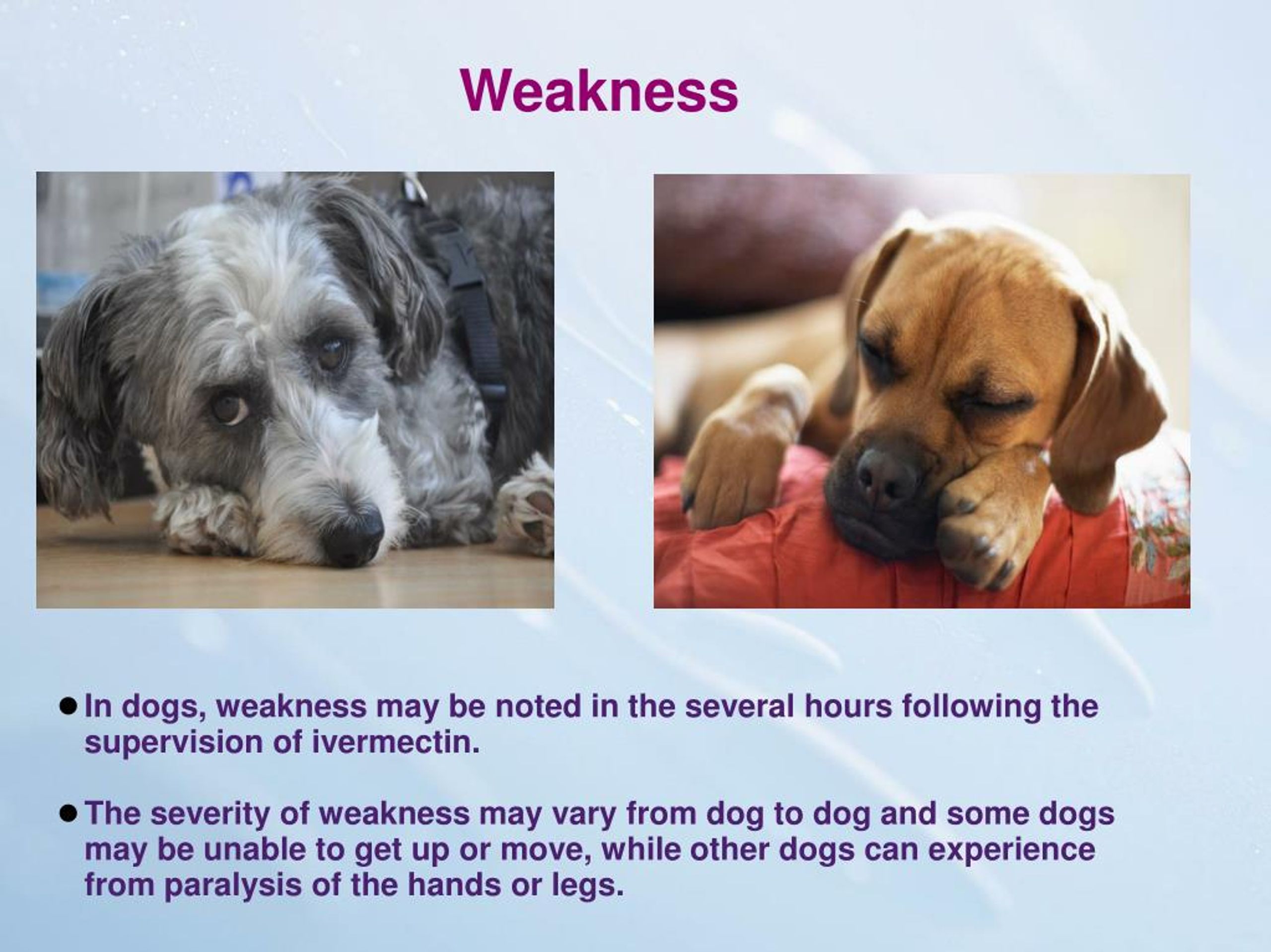 PPT Side Effects of Ivermectin and Doramectin in Canines PowerPoint