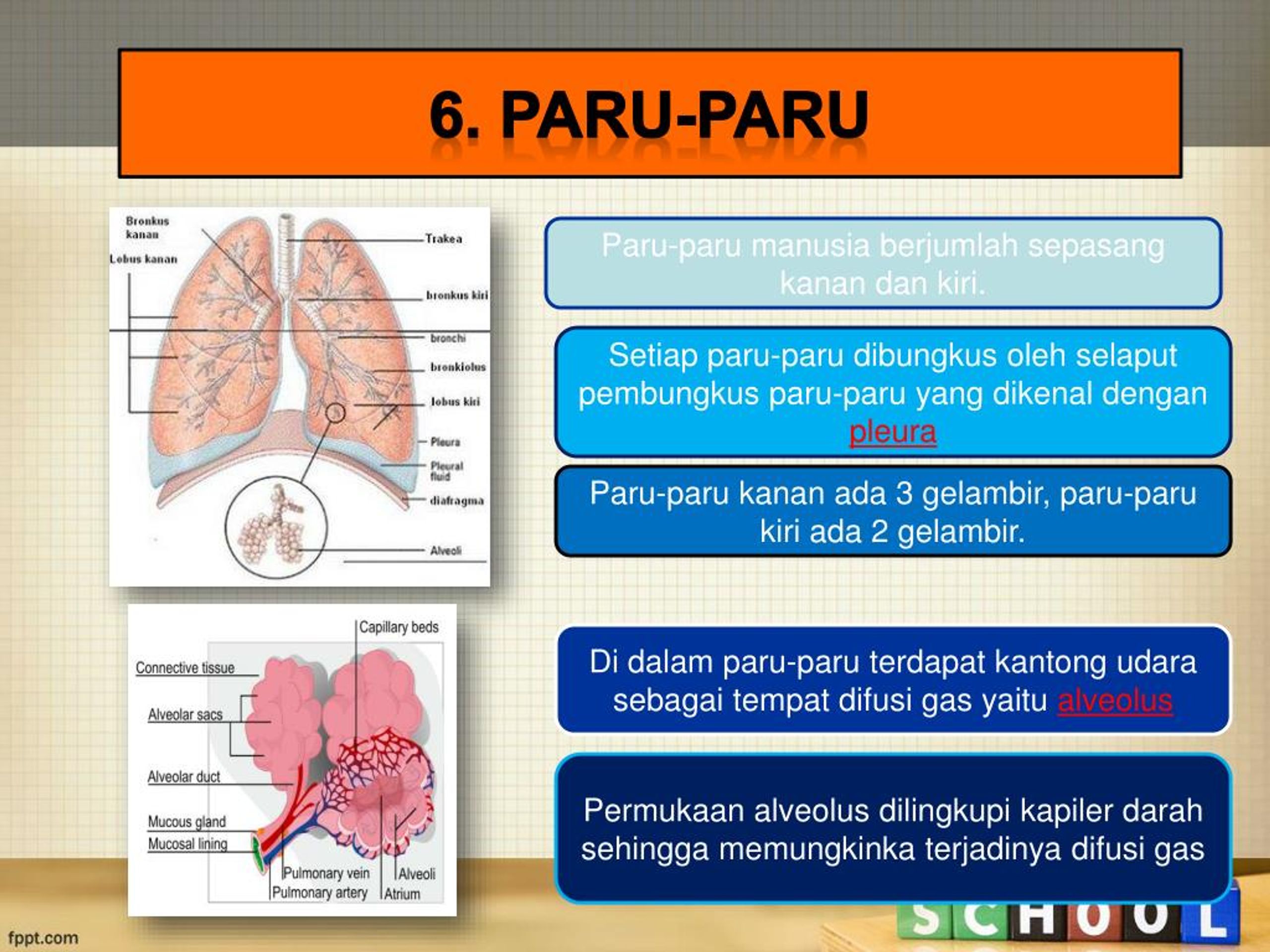 Selaput Tipis Pembungkus Paru Paru Disebut