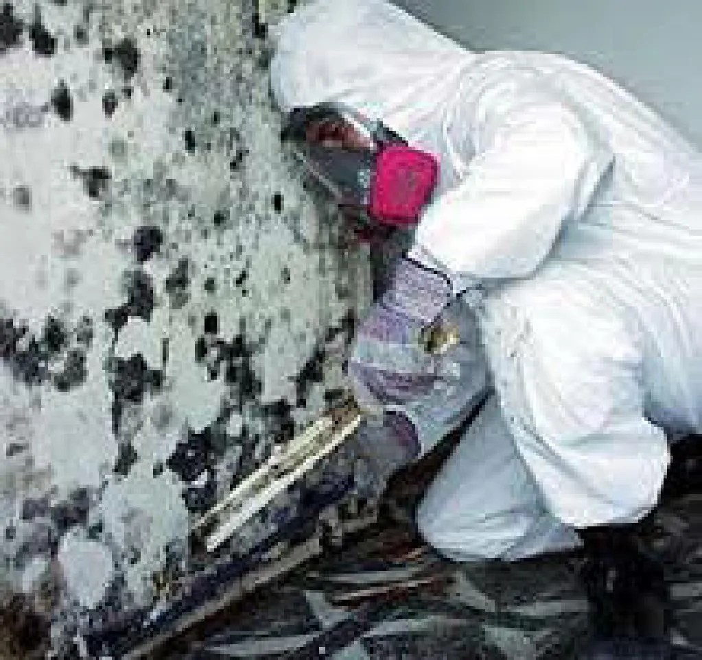 PPT Mold Remediation Miami PowerPoint Presentation, free download