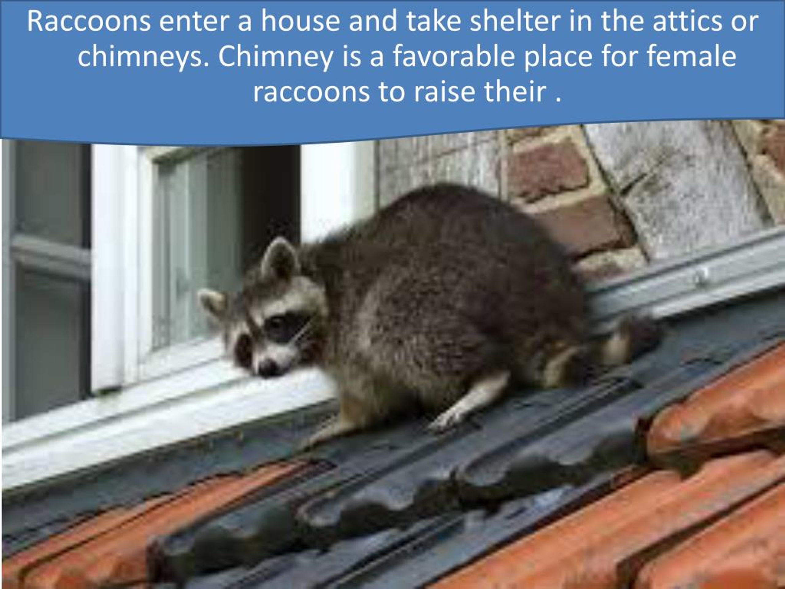 PPT How To Remove Raccoons? PowerPoint Presentation, free download