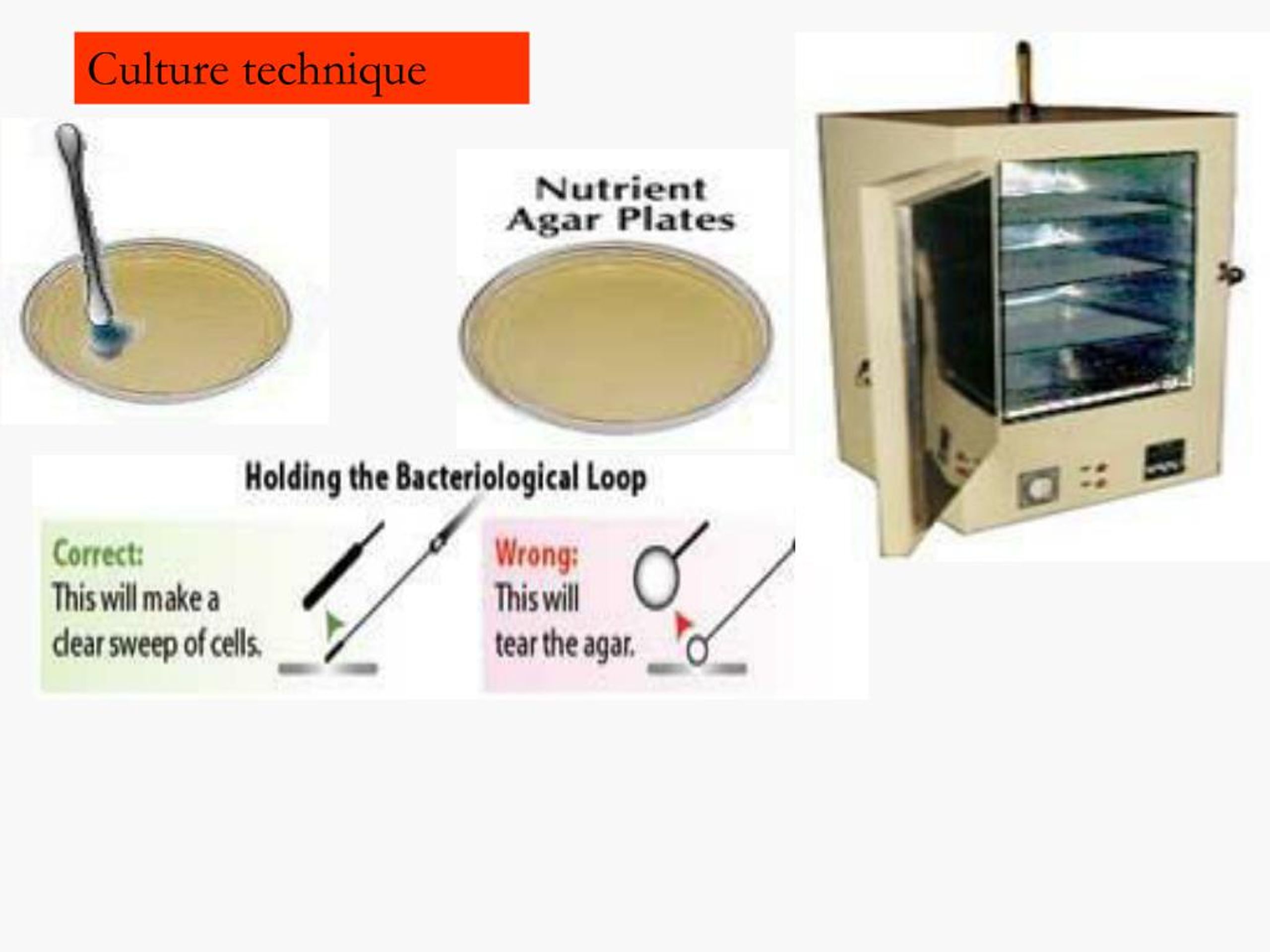 PPT Bacterial Culture Media PowerPoint Presentation, free download ID7402817