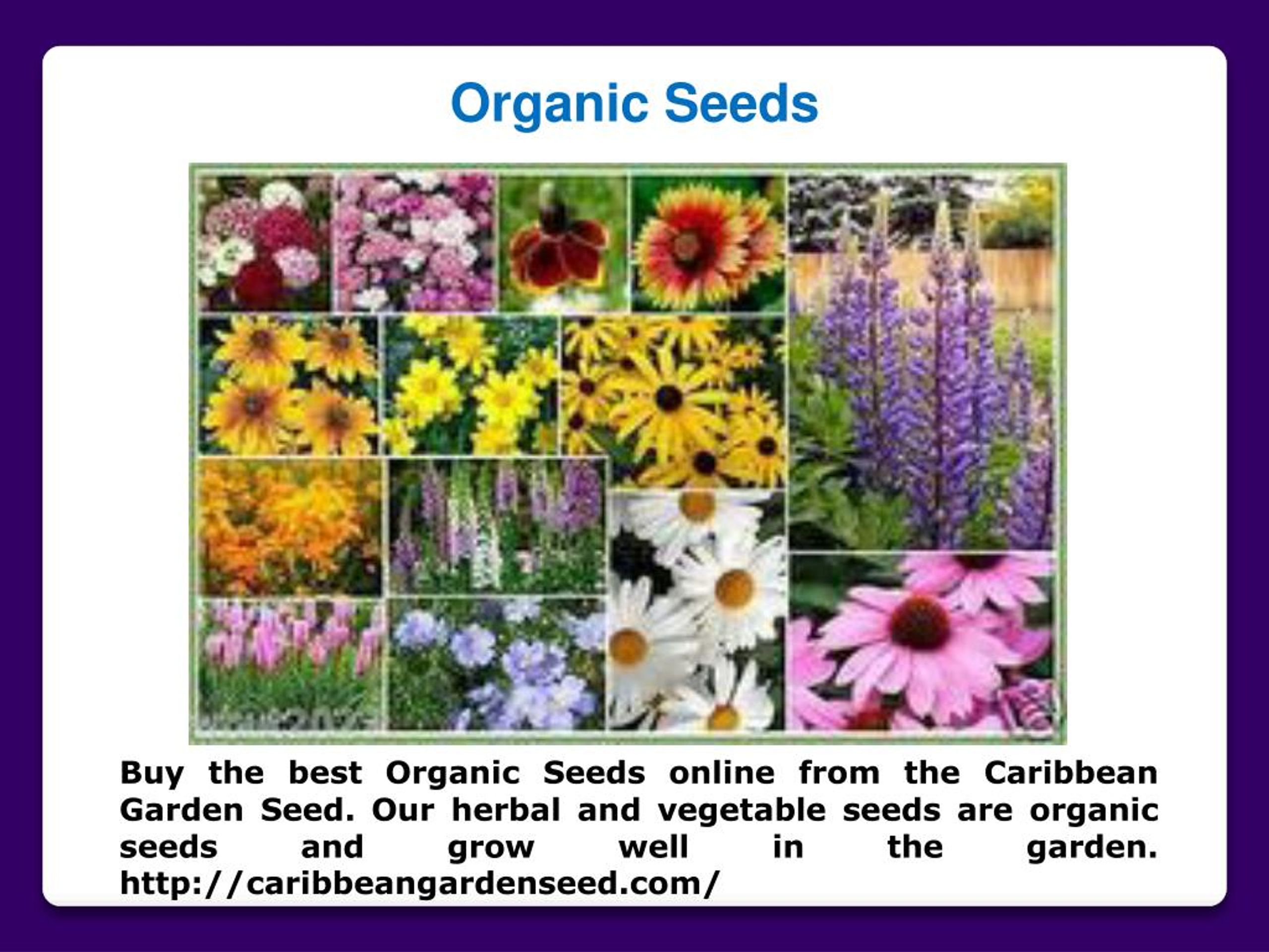PPT Plants Seeds for Sale PowerPoint Presentation, free download ID