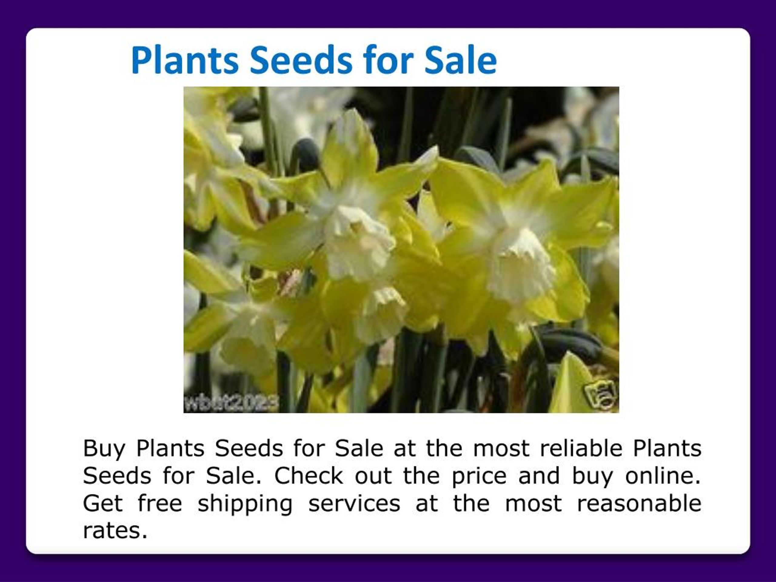 PPT Plants Seeds for Sale PowerPoint Presentation, free download ID