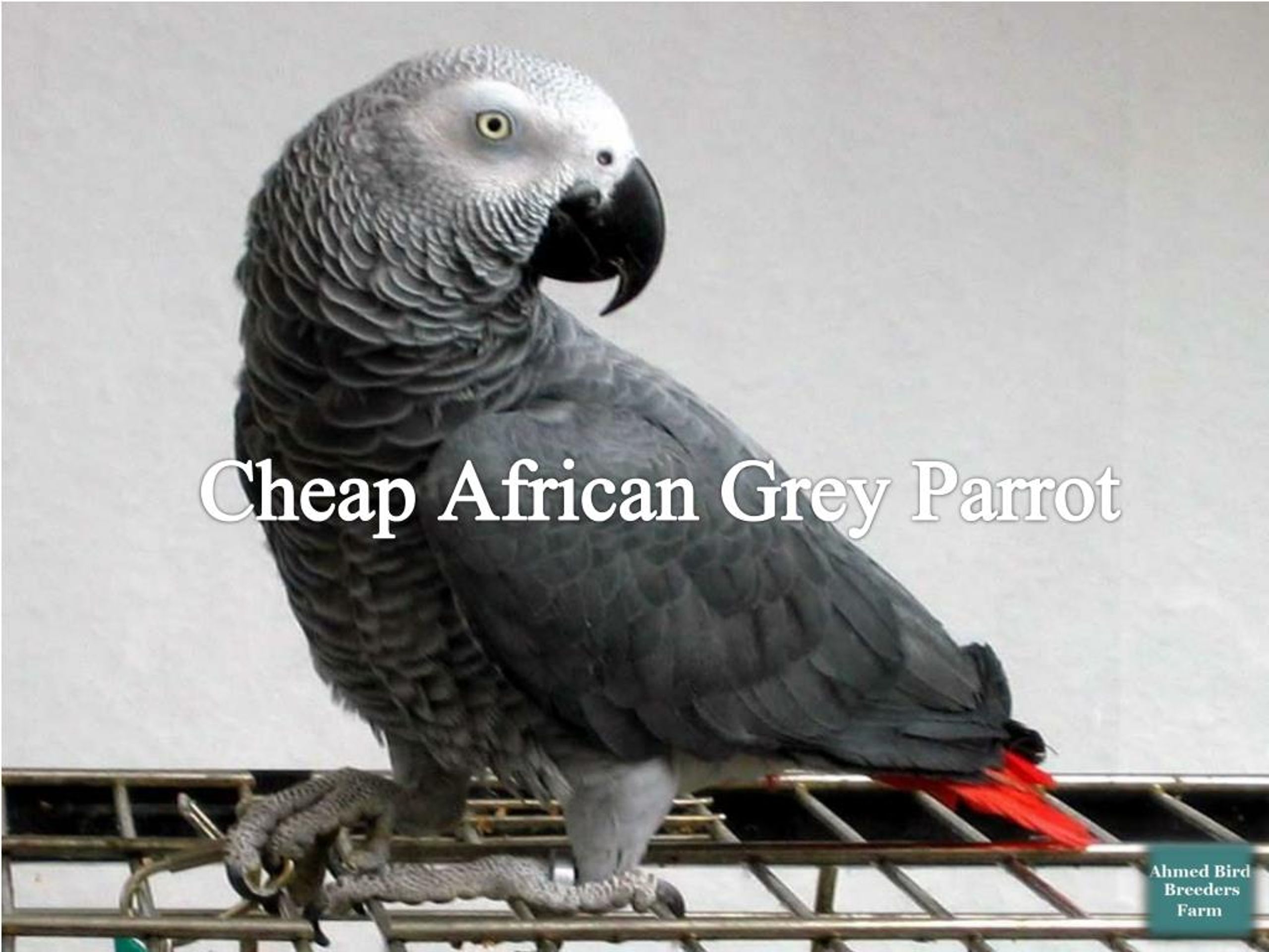 PPT Buy an African Grey Parrot from Ahmed Bird Breeders Farm PowerPoint Presentation ID7423392
