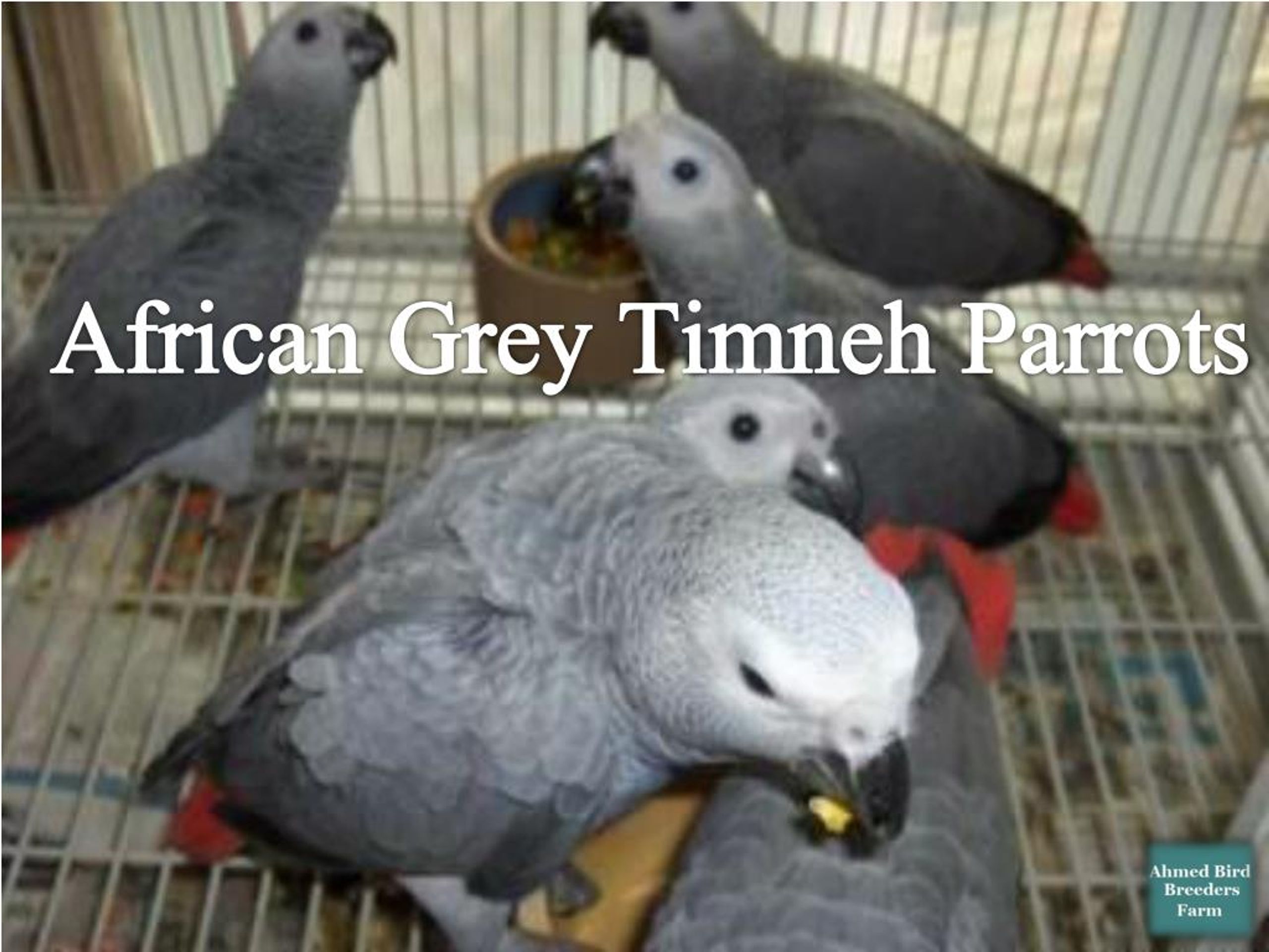 PPT Buy an African Grey Parrot from Ahmed Bird Breeders Farm PowerPoint Presentation ID7423392