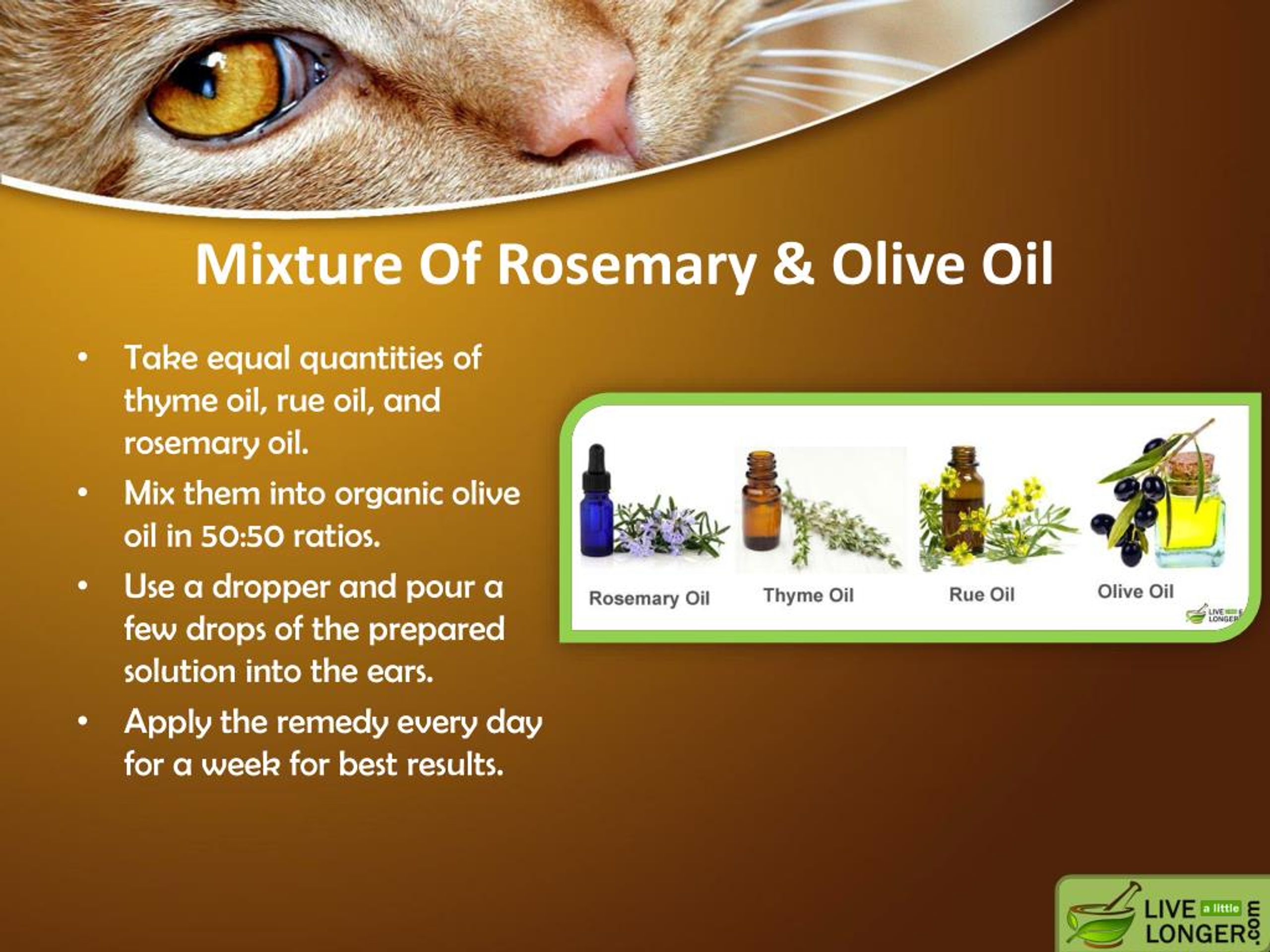 PPT Home remedies for ear mites in cats PowerPoint Presentation, free