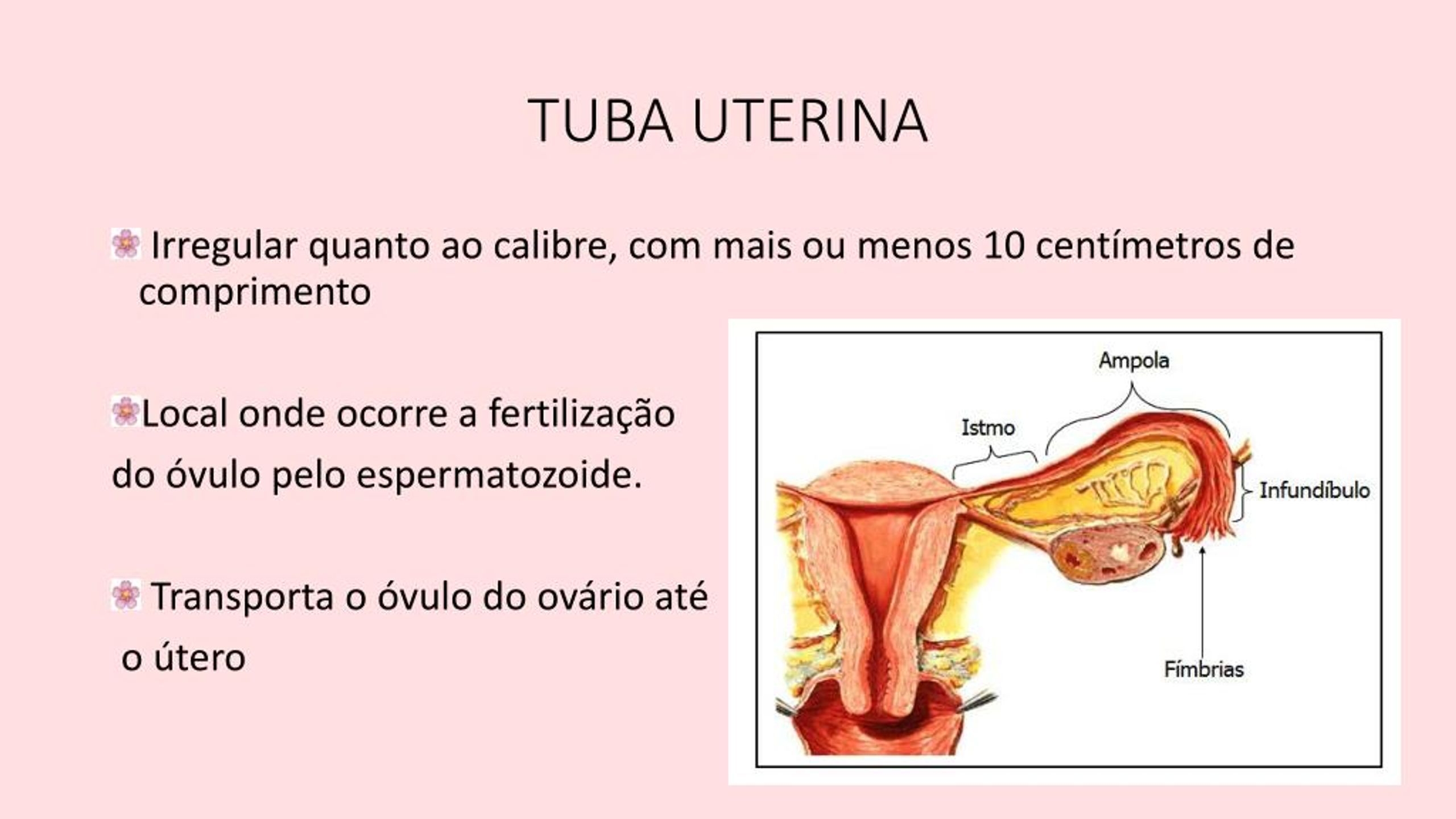 PPT SISTEMA REPRODUTOR FEMININO PowerPoint Presentation, free