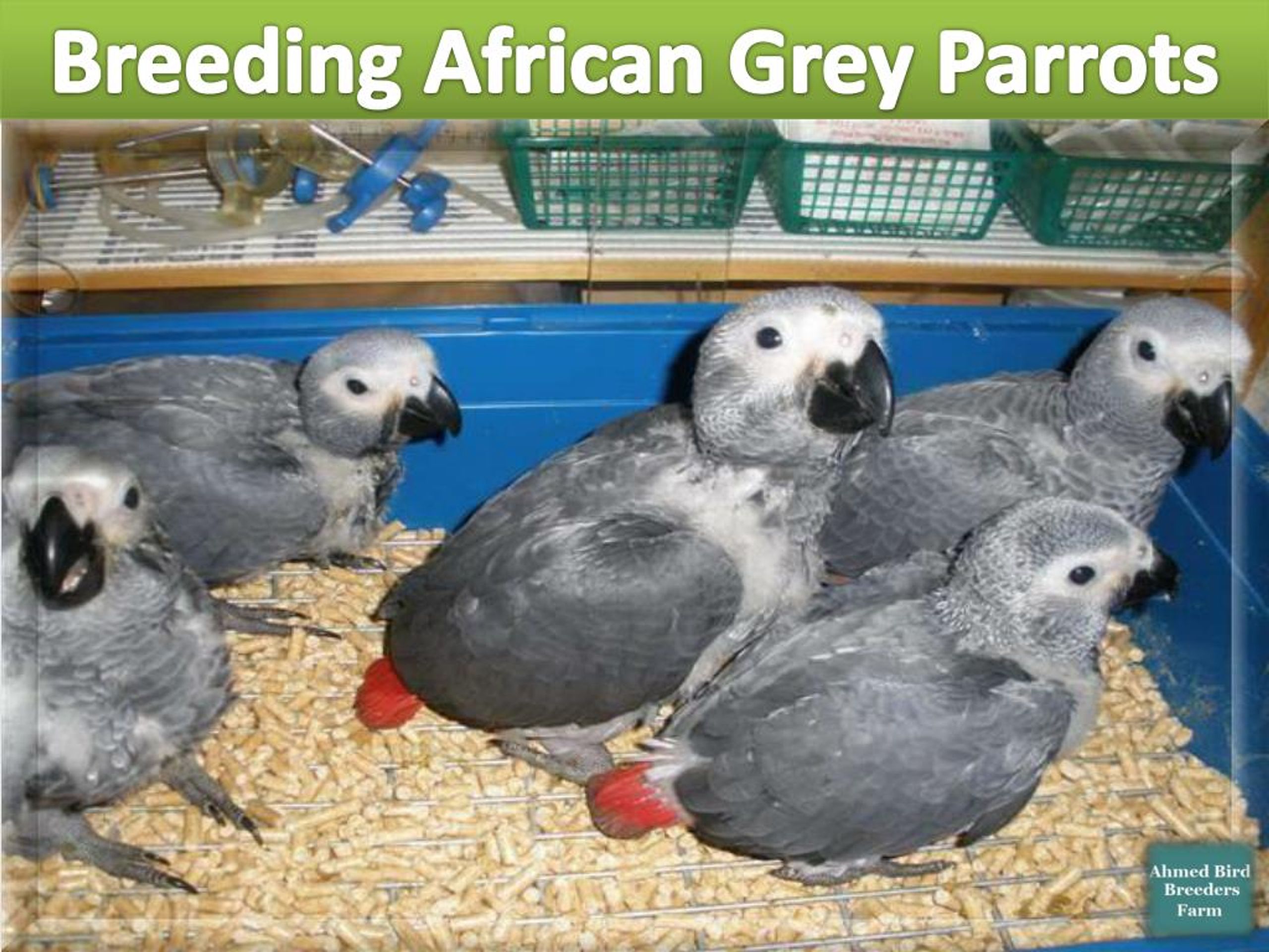 PPT Buy African Grey Parrot online Ahmed Bird Breeders Farm PowerPoint Presentation ID7442166