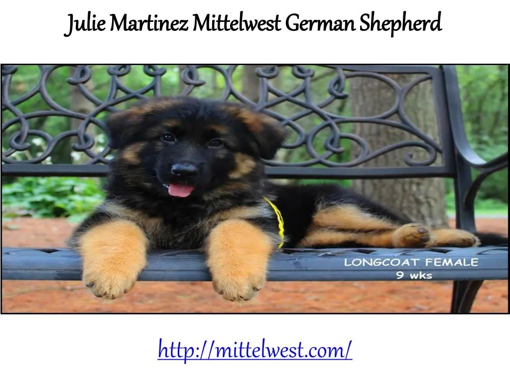 PPT julie martinez german shepherd wonder lake PowerPoint Presentation ID7453059