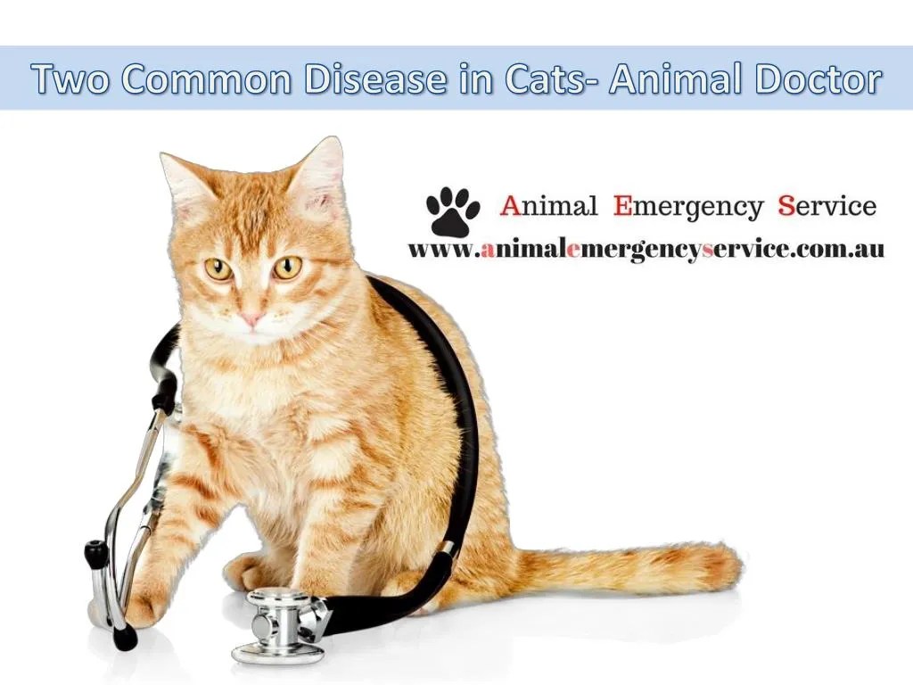 PPT Veterinary Clinic Brisbane PowerPoint Presentation, free download