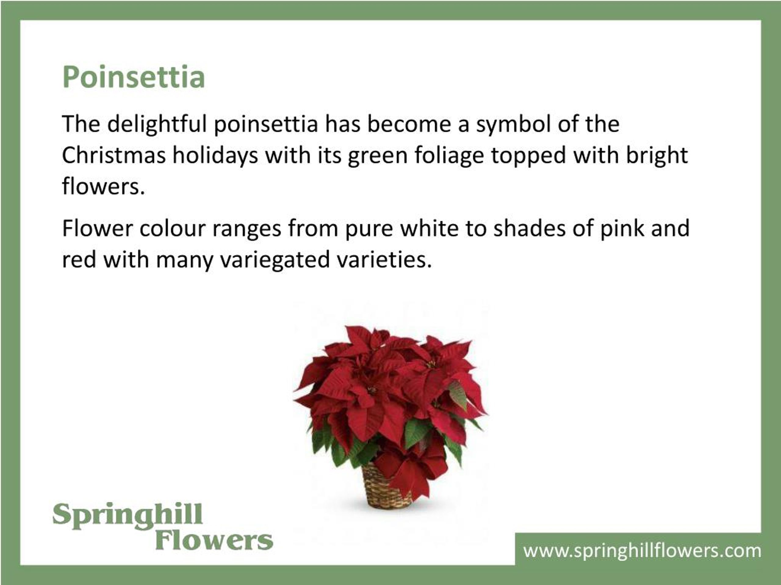 PPT Different Types of Christmas Flowers PowerPoint Presentation, free download ID7464661