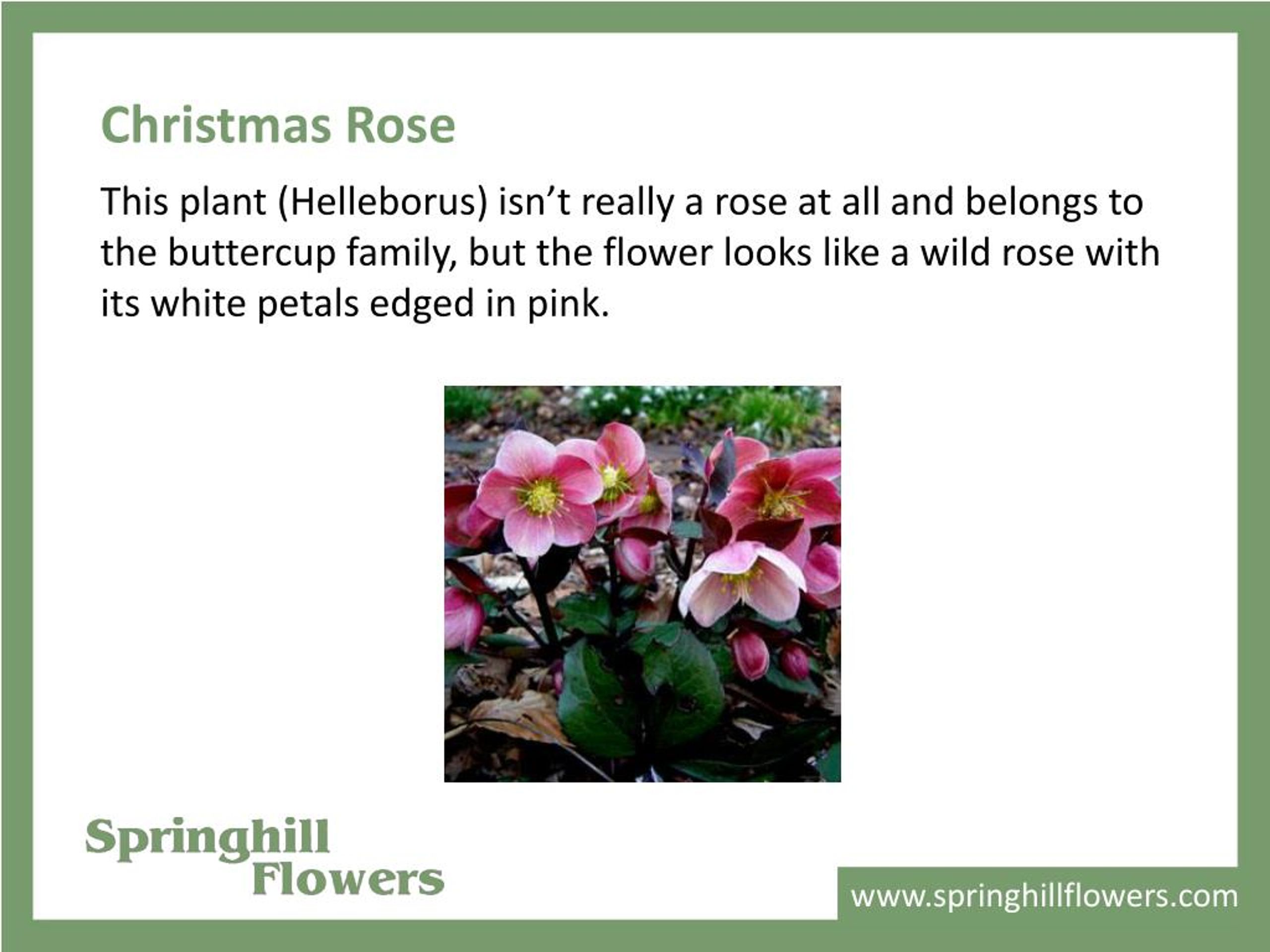 PPT Different Types of Christmas Flowers PowerPoint Presentation, free download ID7464661