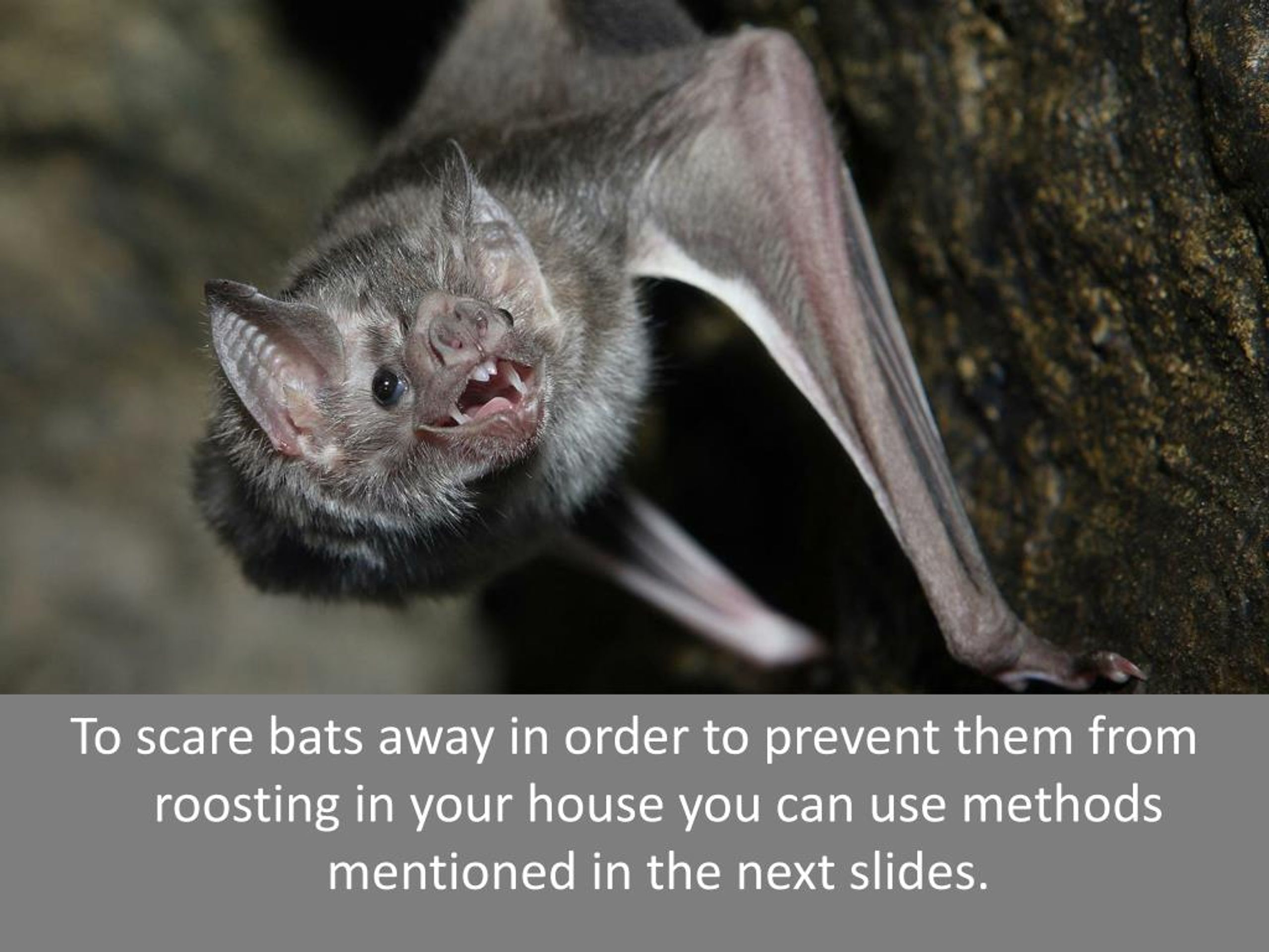 PPT How To Scare Bats Away PowerPoint Presentation, free download