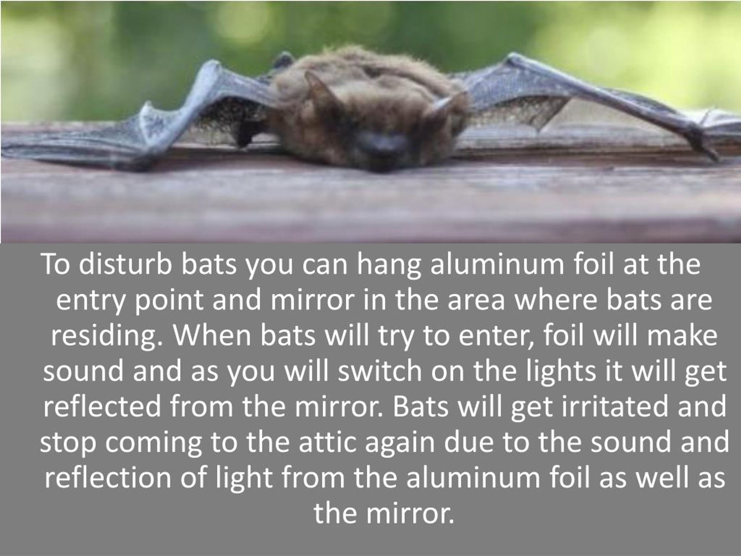 PPT How To Scare Bats Away PowerPoint Presentation, free download