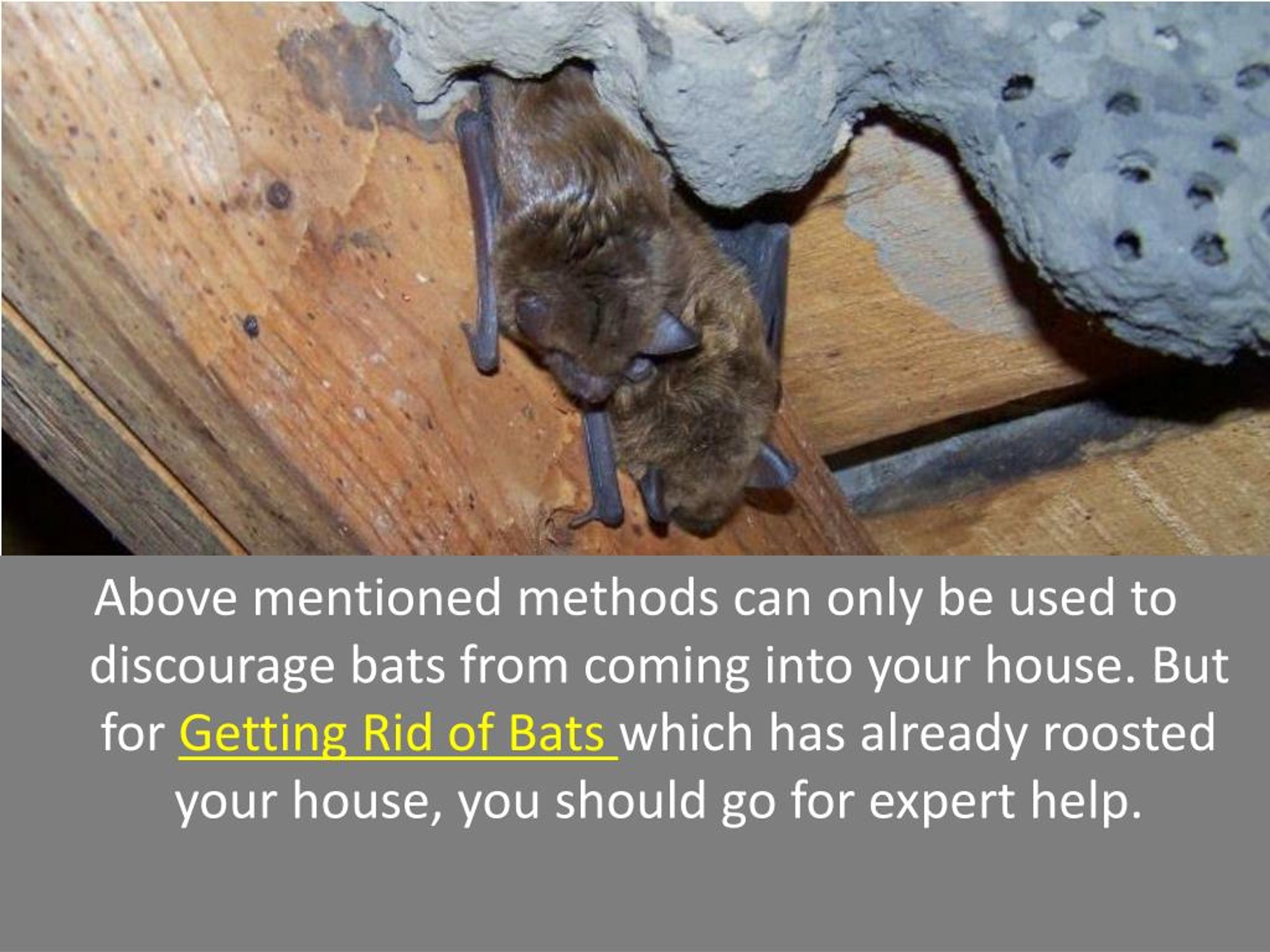 PPT How To Scare Bats Away PowerPoint Presentation, free download ID7466419